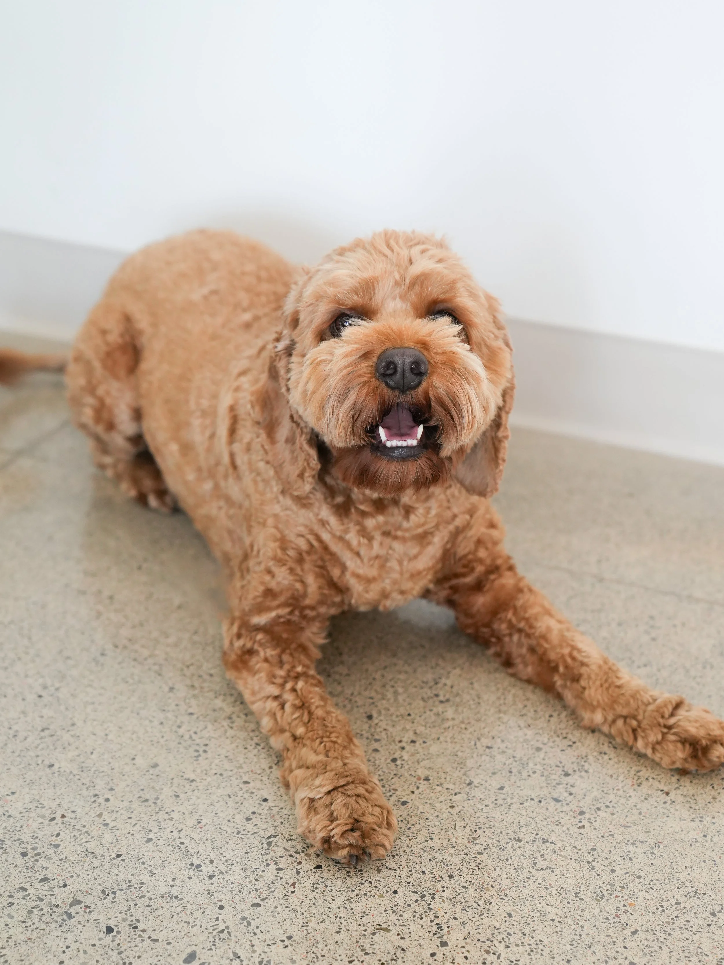 A fluffy, light brown, curly-haired dog laying on a speckled gray floor, looking at the camera with its mouth open.