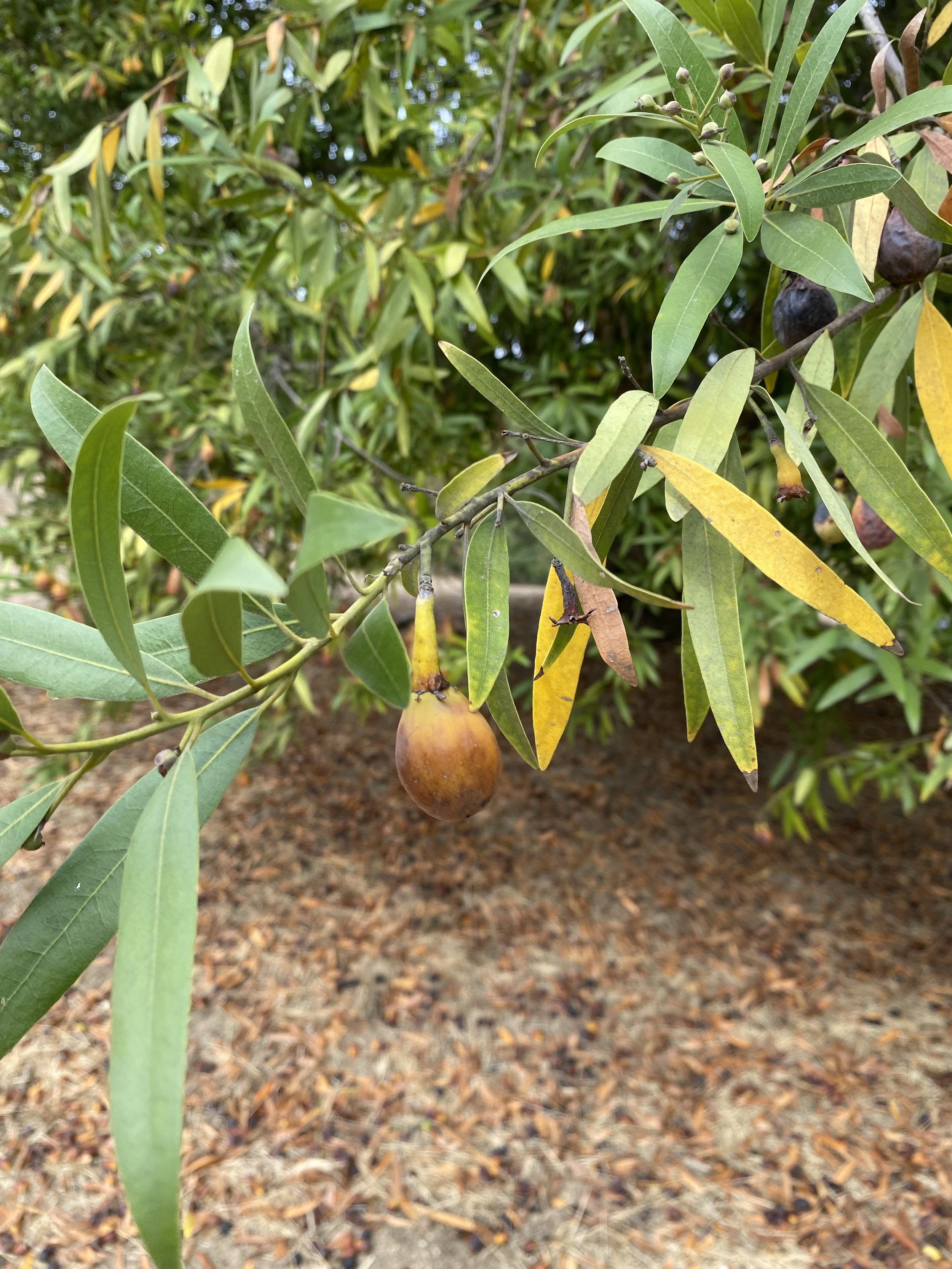 Bay Nut.jpg