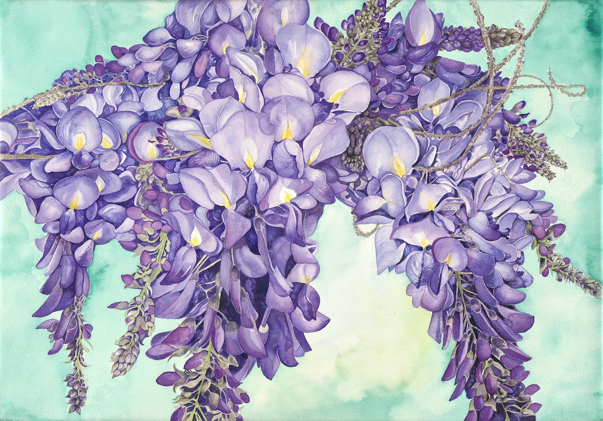 Wisteria