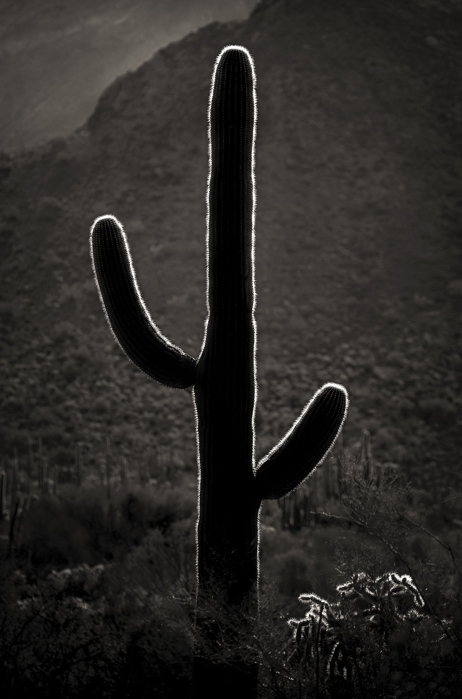 Ajo Cactus - Photograph - 30x45".jpg