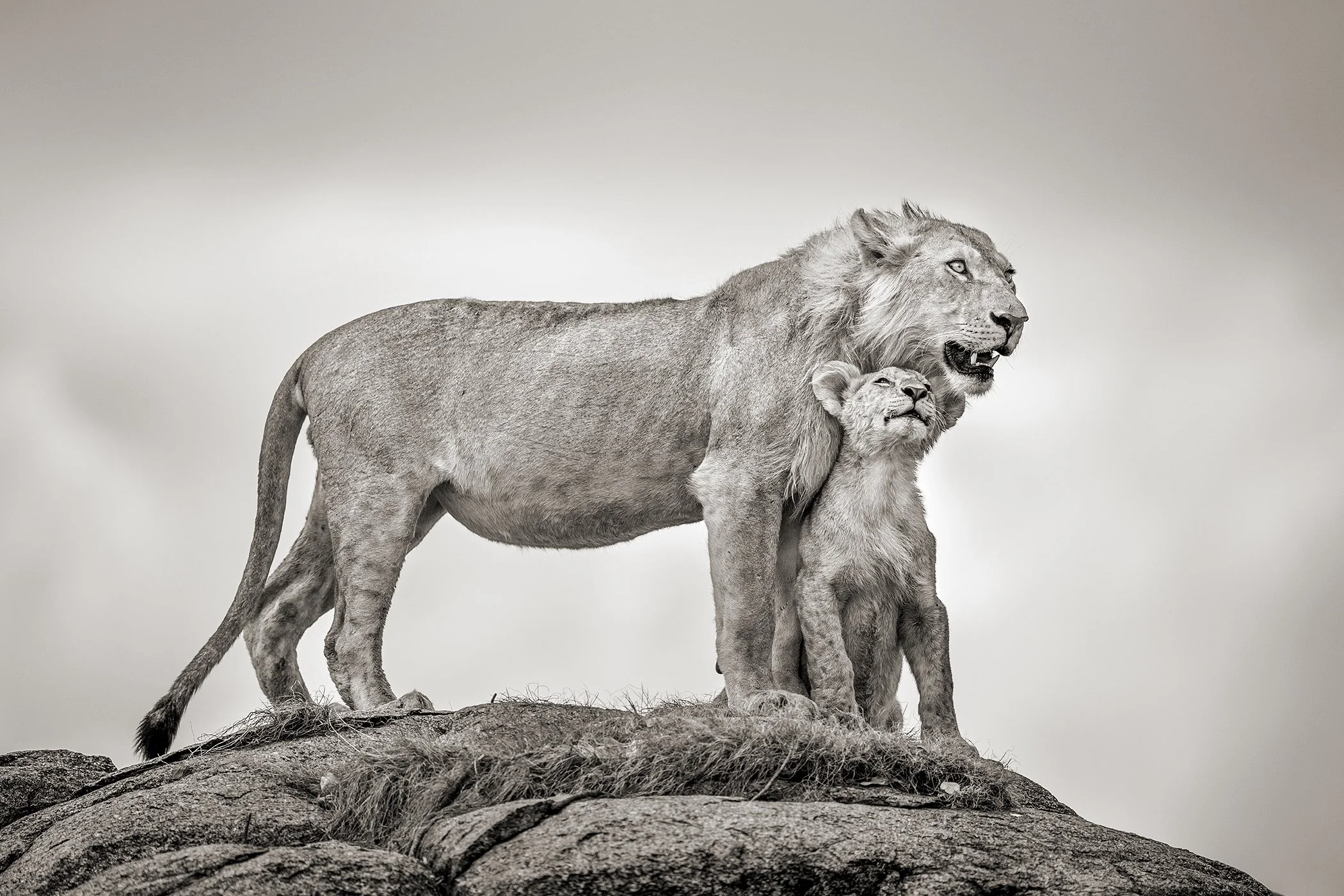 Father And Son - Photograph - 30x45"