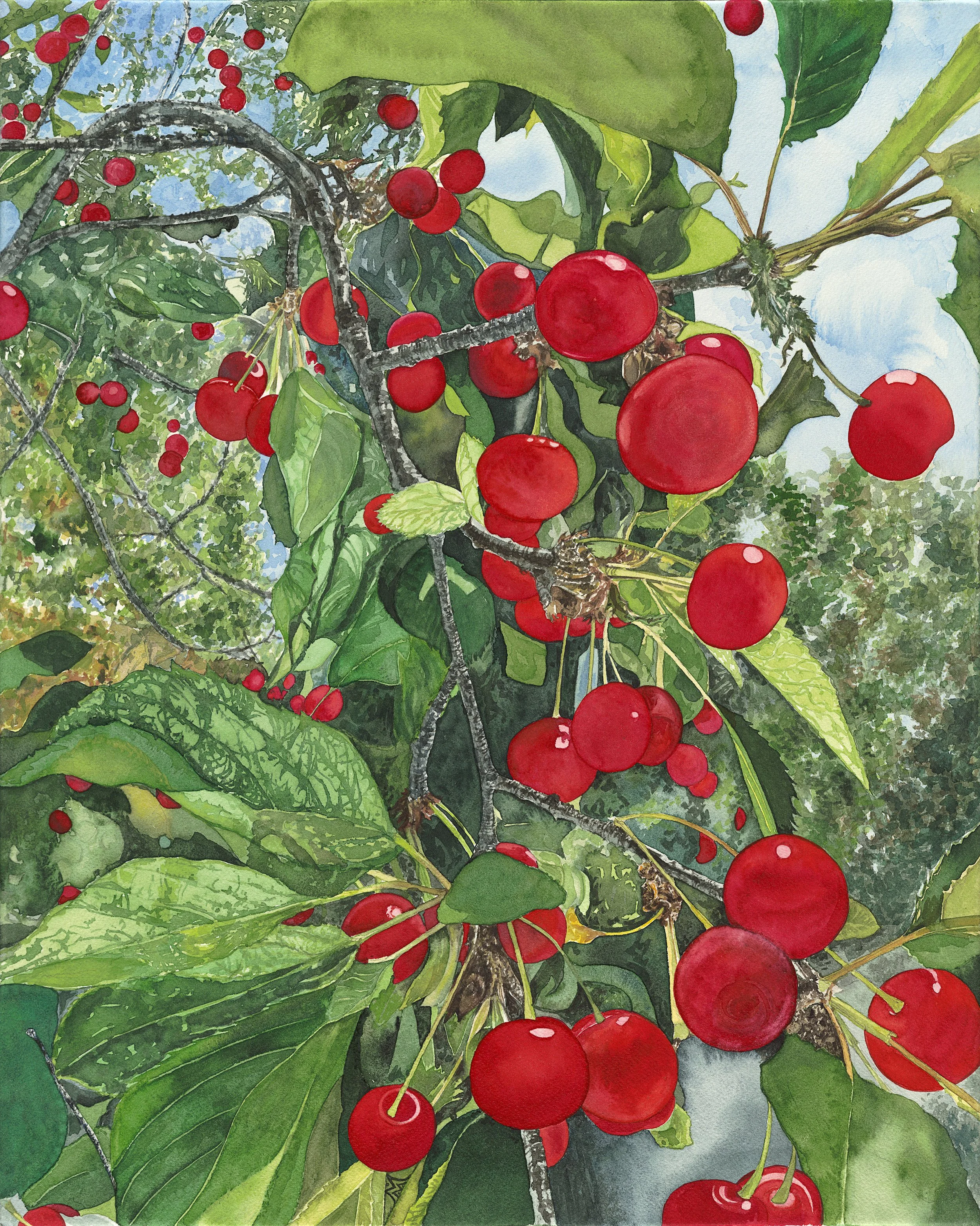 Cherries