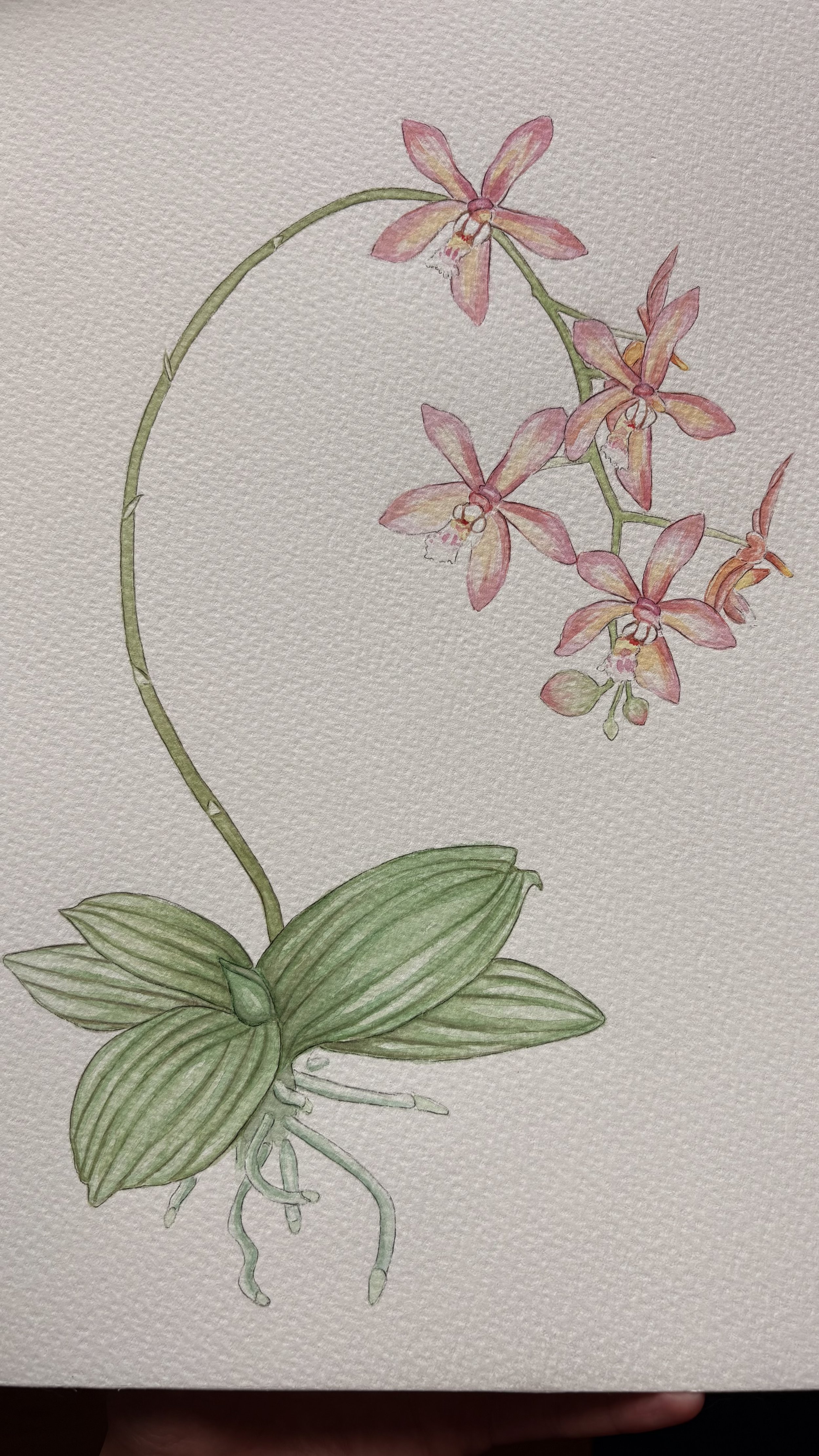 Watercolor, 10 x 14 , cold press 140 lb paper