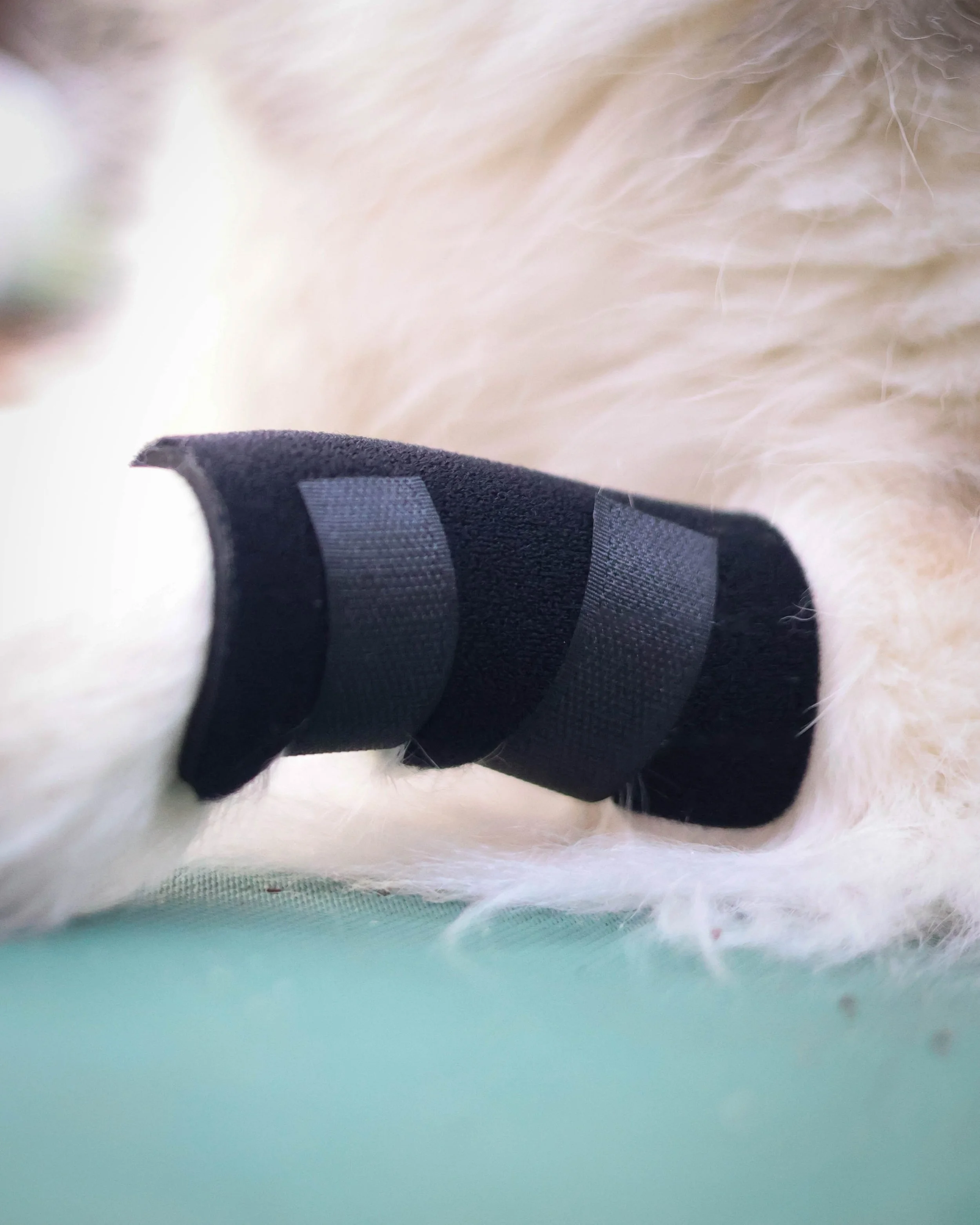 Orthowrap Ligament Protector