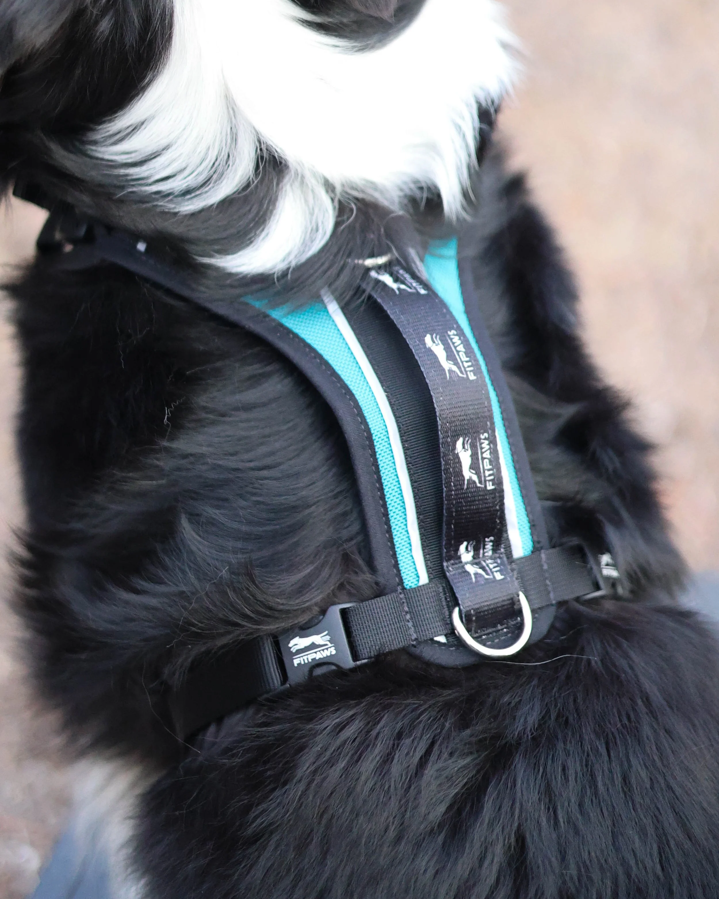 Made to Move Harness - FitPAWS