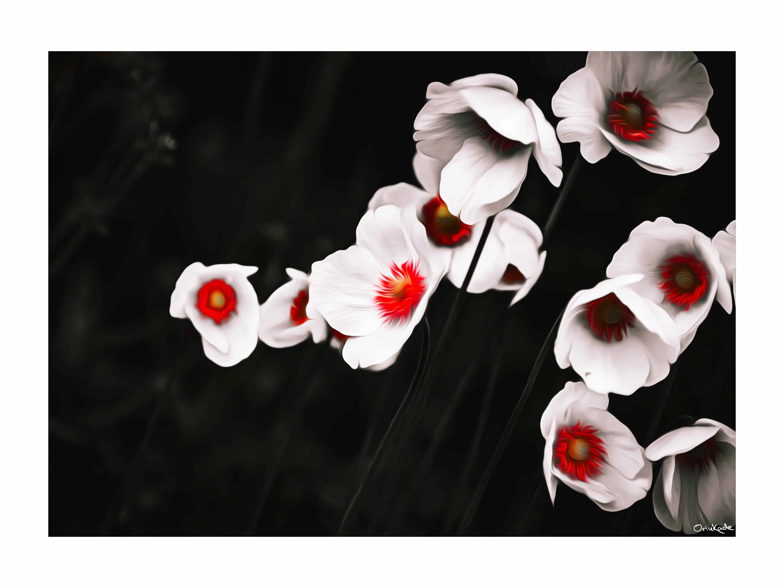 Graceful yet haunting — Red Whisper captures a cluster of pale blooms glowing with fiery centers, suspended in a sea of shadow. Based on an original photograph and digitally reimagined by Orin Kade, this artwork explores quiet contrasts: softness and