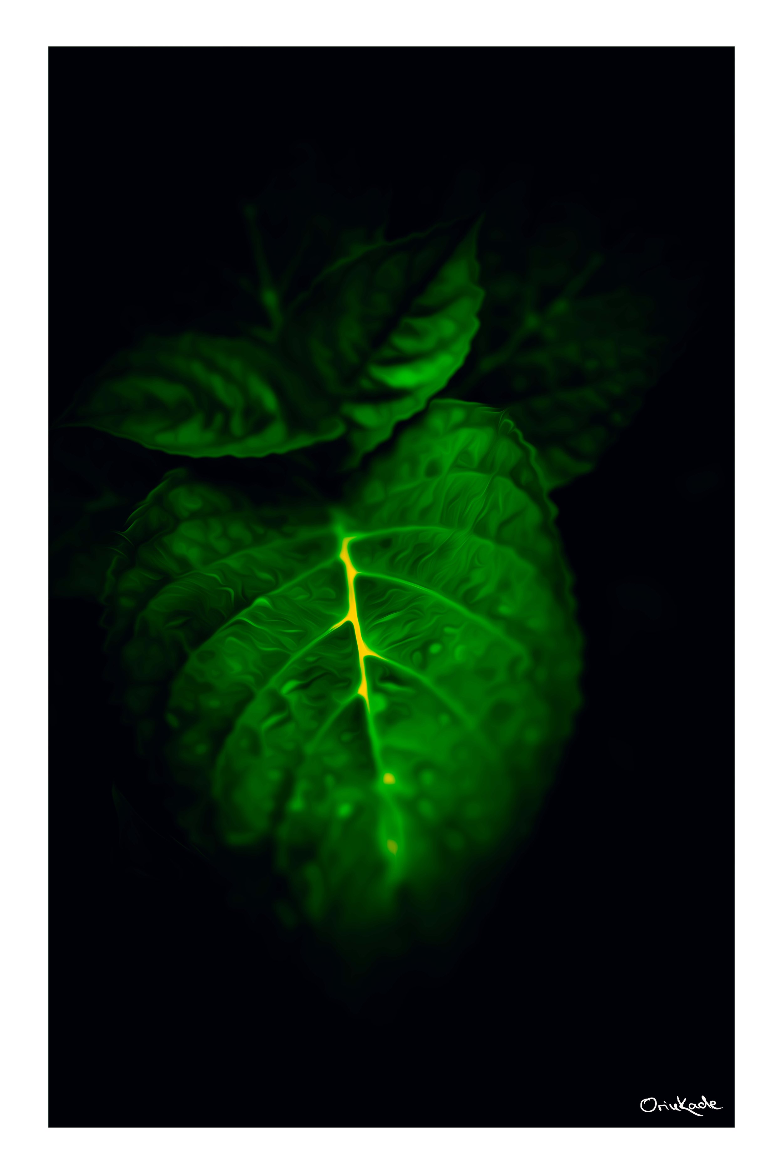 Veinlight – The Architecture of a Leaf