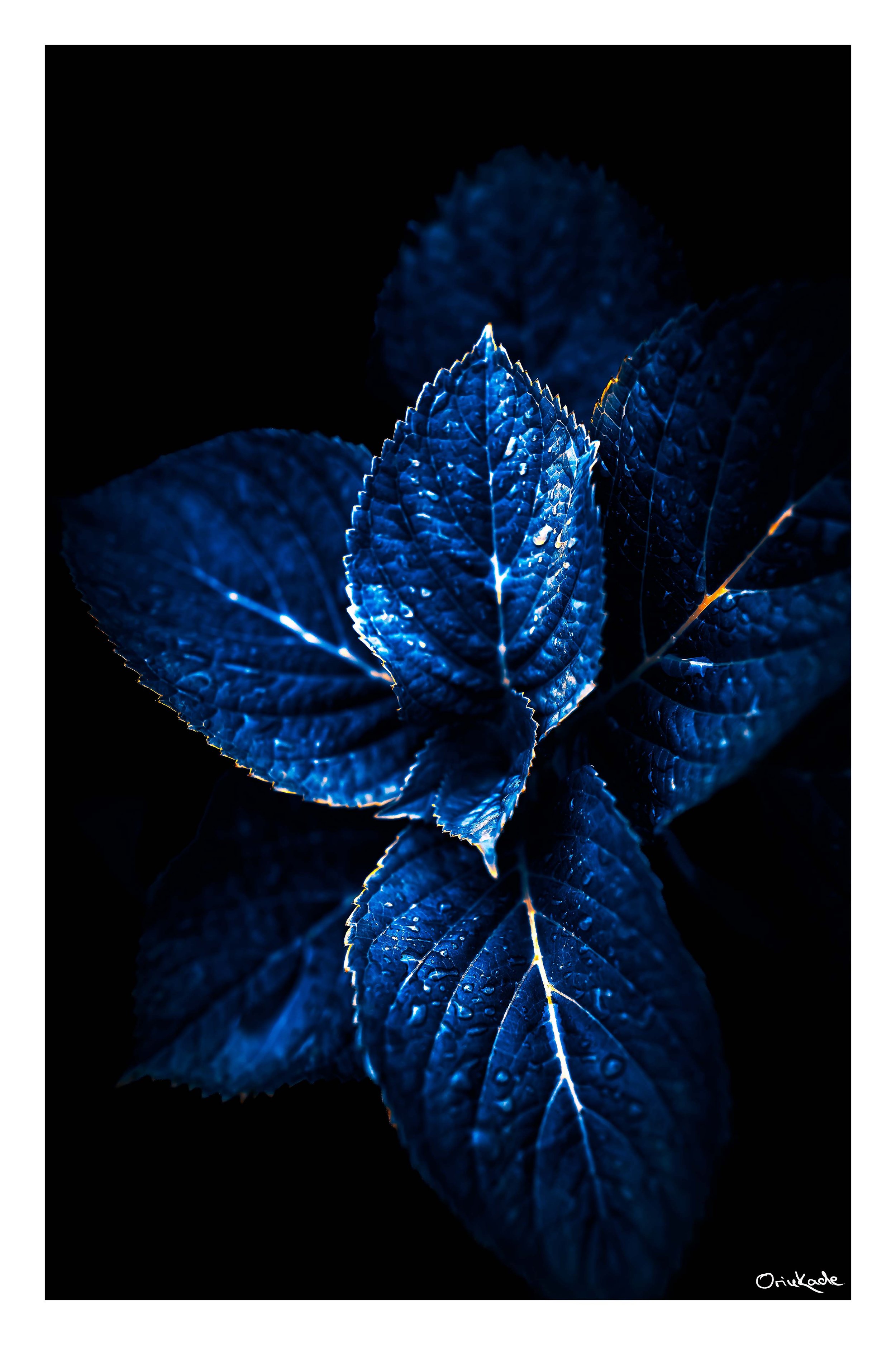Nocturne Leaf – A Moment of Stillness in Blue