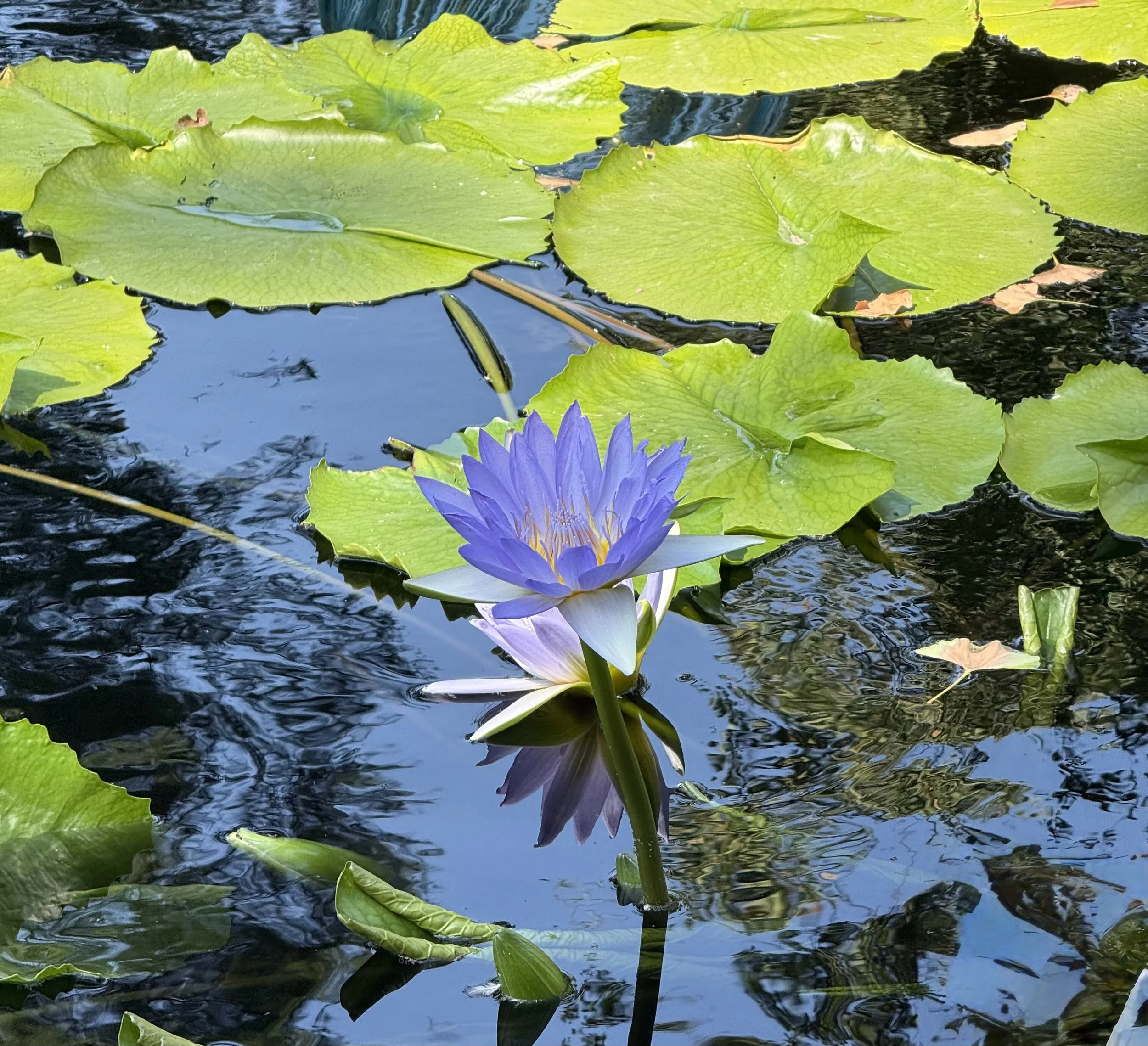 IMG_5652.jpeg