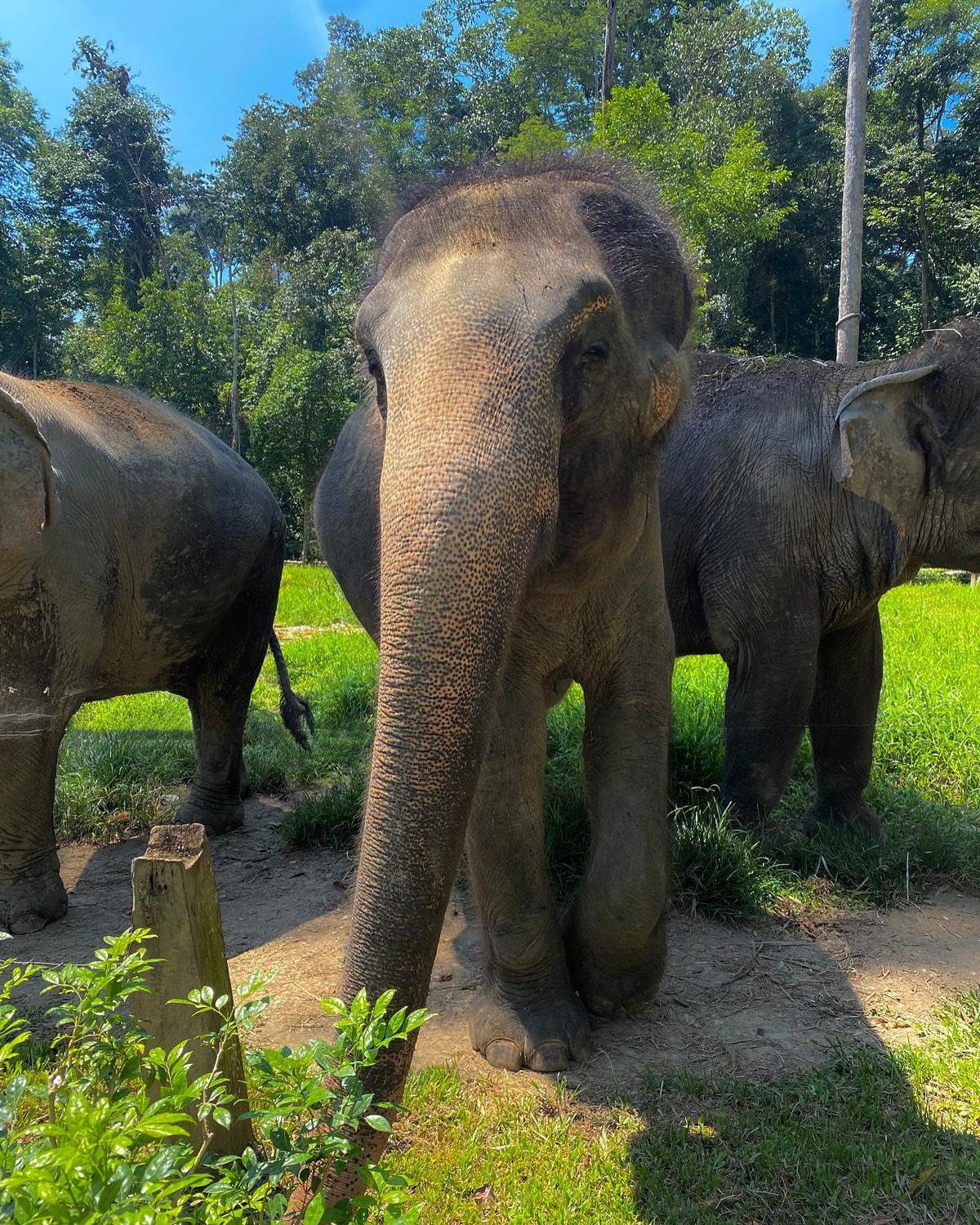 ✨✨ D&eacute;couvrez la Malaisie, un m&eacute;lange unique de modernit&eacute; et de traditions ! Entre les embl&eacute;matiques tours Petronas, les couleurs &eacute;clatantes des Batu Caves et les saveurs irr&eacute;sistibles de Jalan Alor, ce pays e