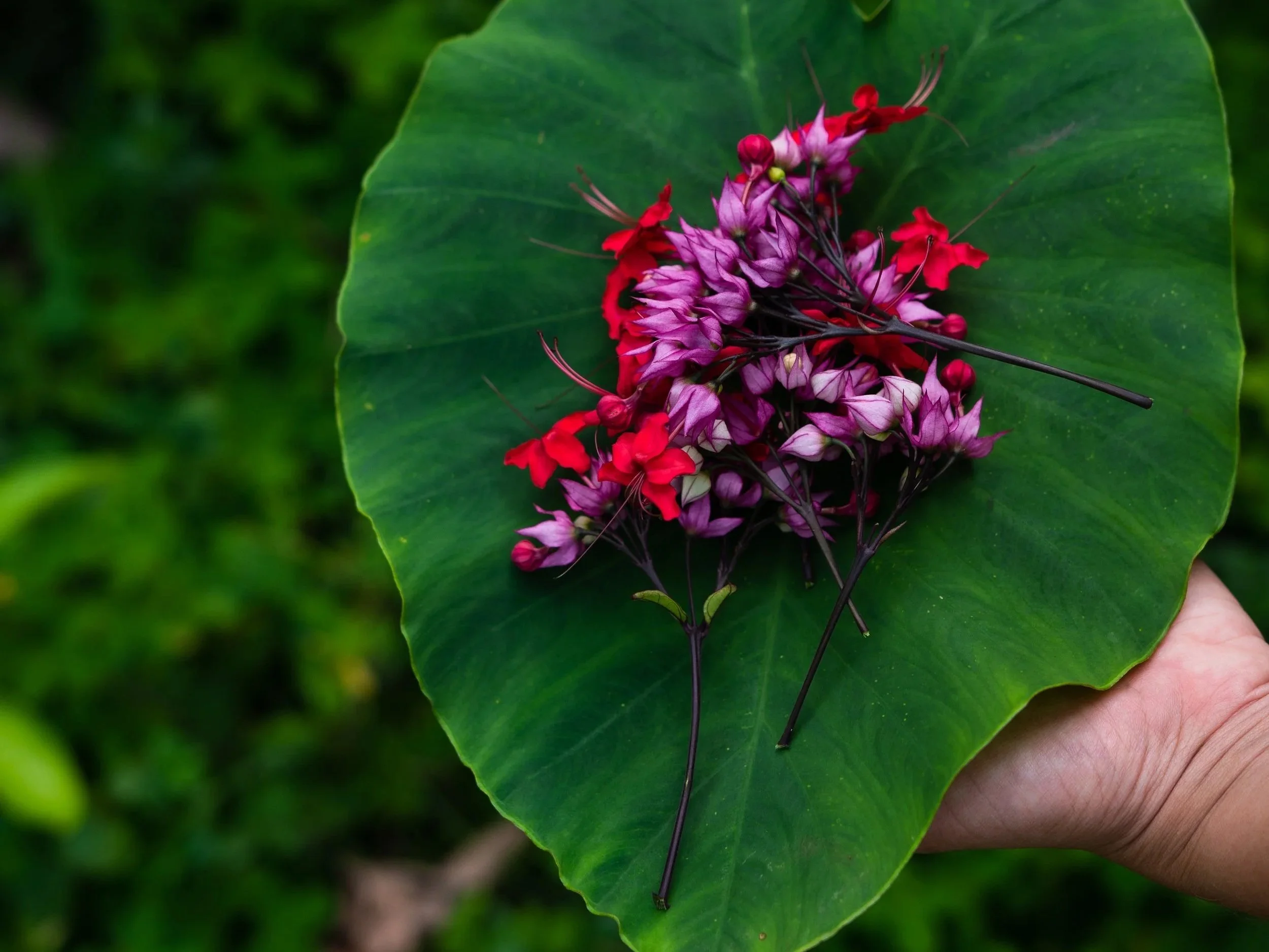 Ayurvedic Alchemy with Ann Averbach