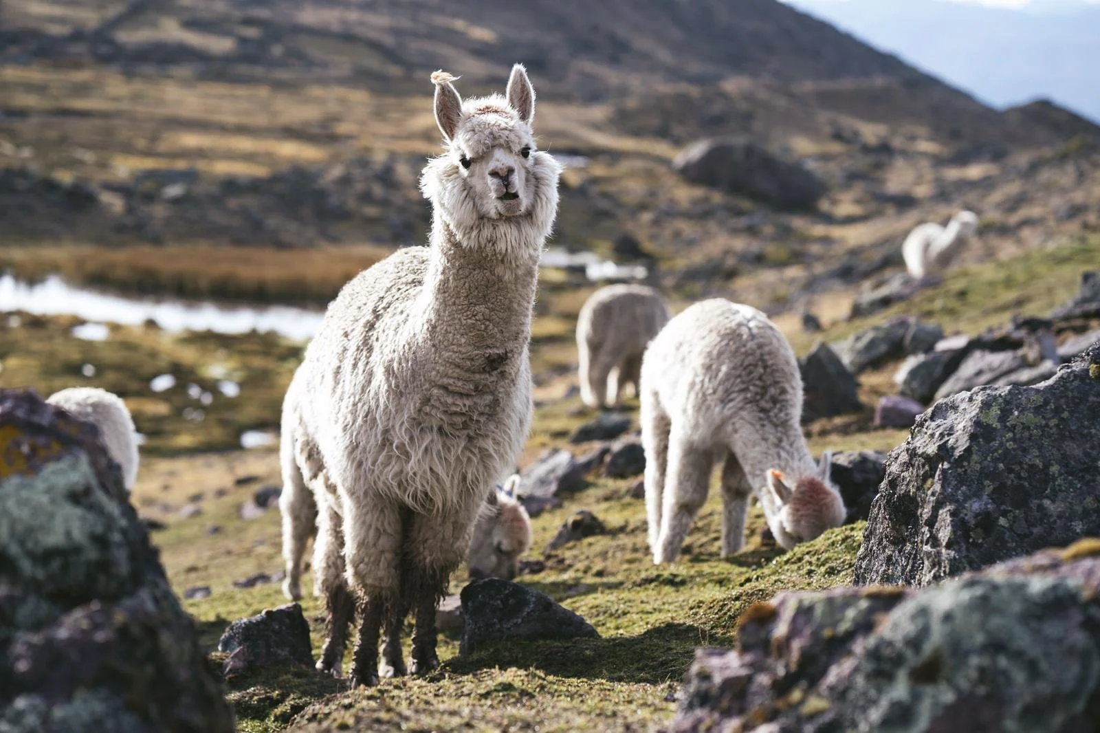 200hr Divinitree Yoga Teacher Training in Peru