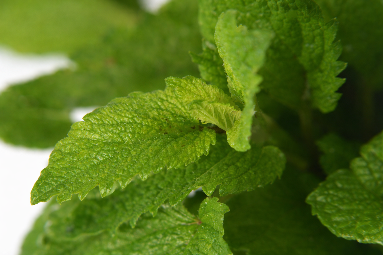 Vibrant green mint leaf close-up.png