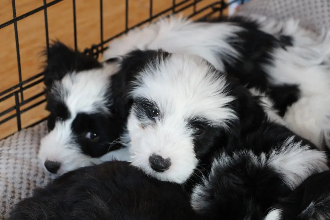 our_pups10.jpg