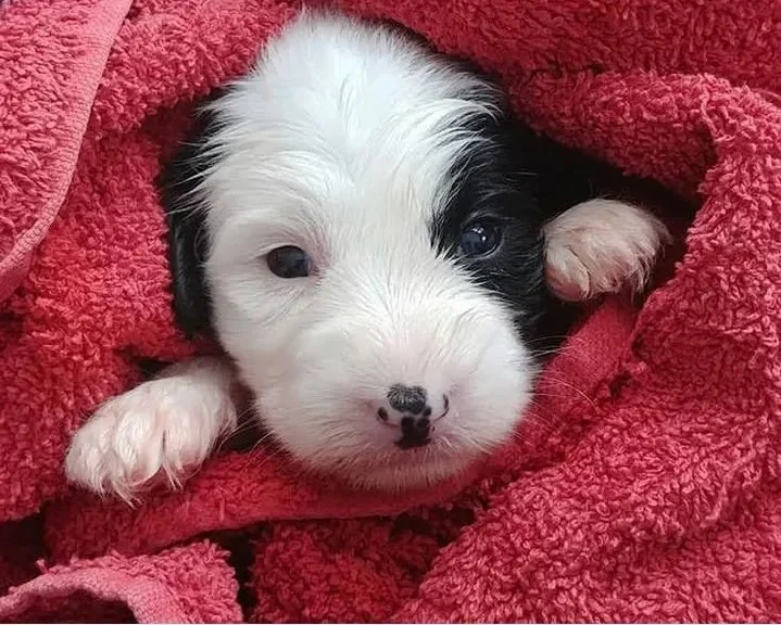 our_pups9.jpg
