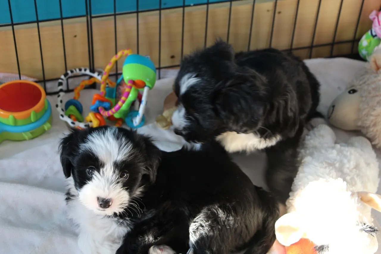 our_pups12.jpg