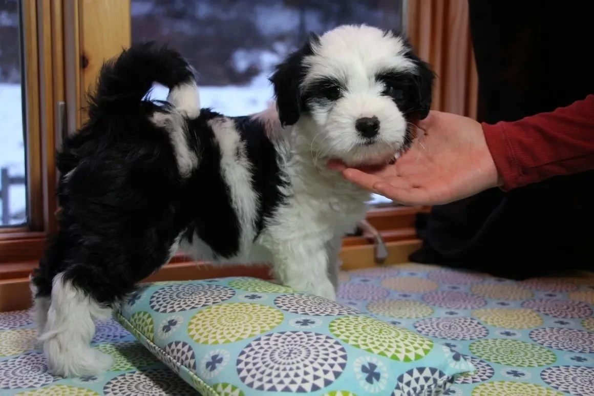 our_pups2.jpg