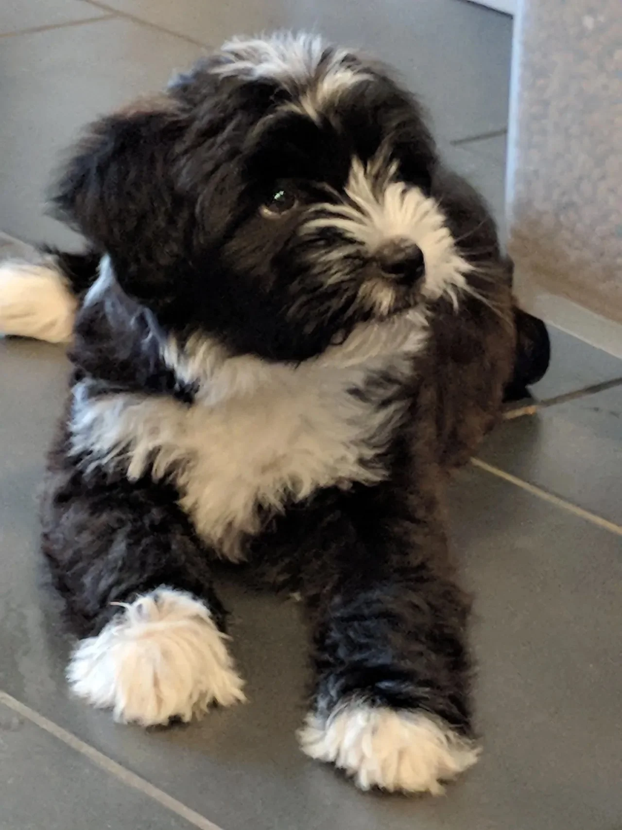 our_pups3.jpg