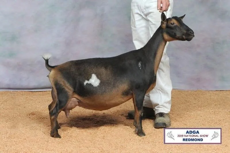 A black and tan goat with a white spot on its side, standing on a tan surface, being held by a person in white pants. A sign on the ground reads 'ADGA 2019 National Show Redmond'.
