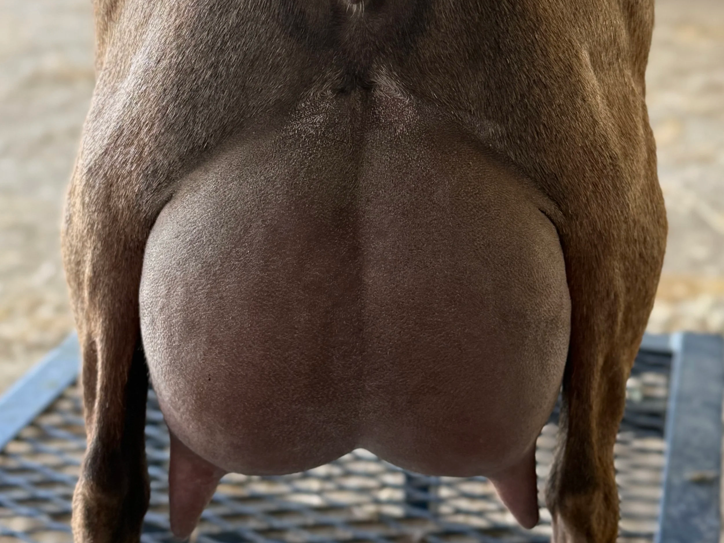 Close-up view of a goat's udder