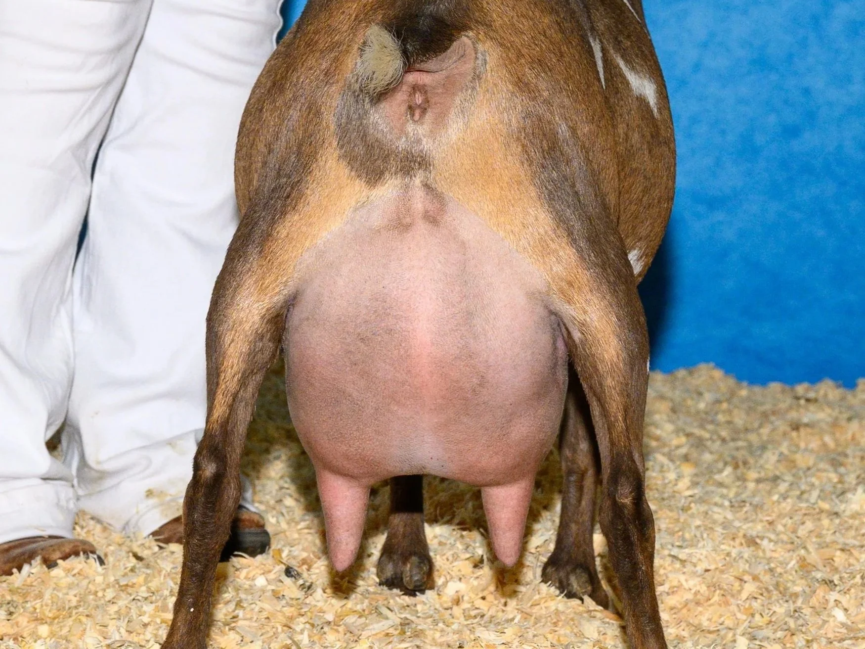 Close-up of a goat's underside and udder, with a person's hand visible on the left side, the goat standing on bedding material in a pen with blue background.