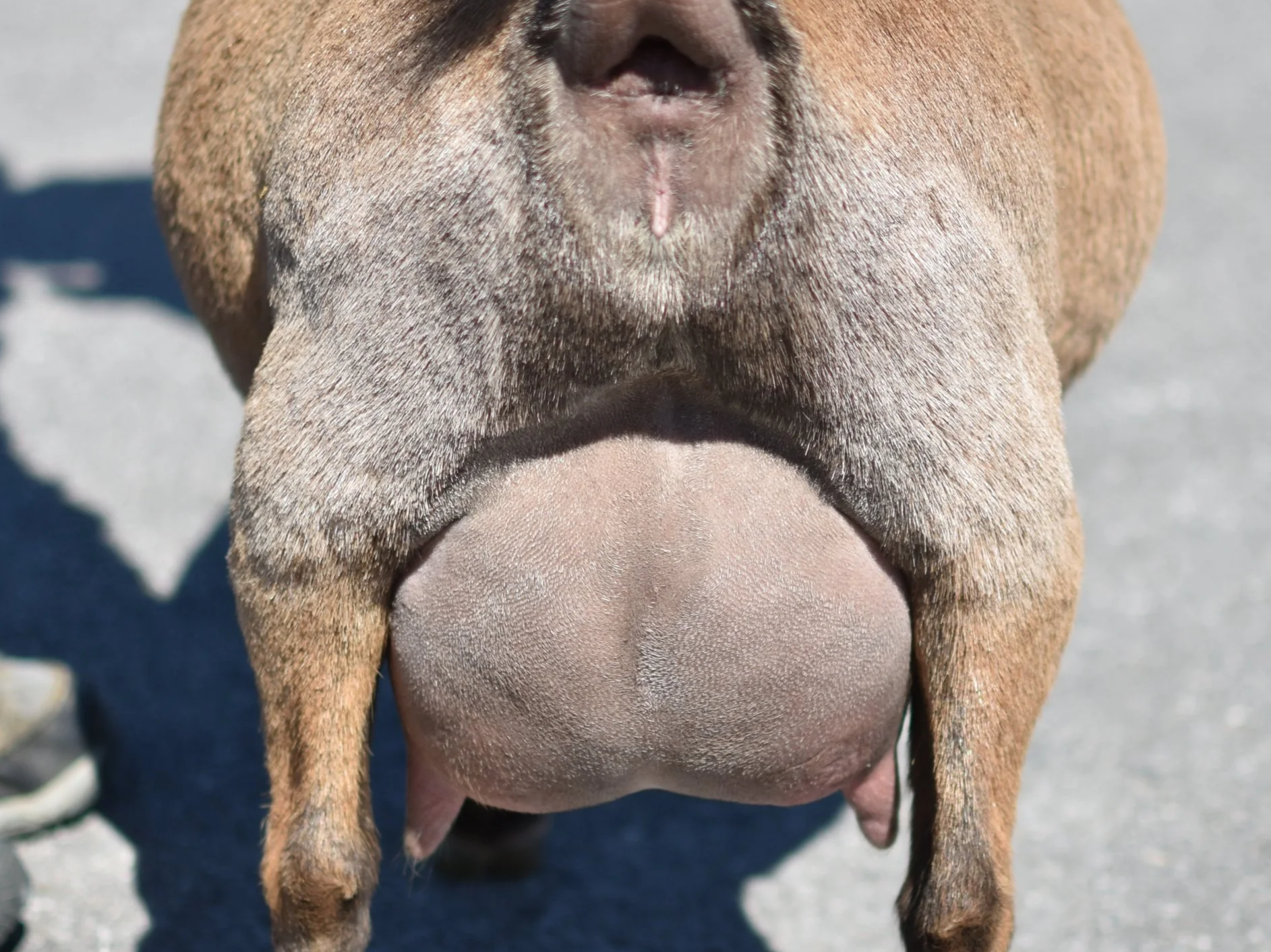 Close-up of a goat's udder.