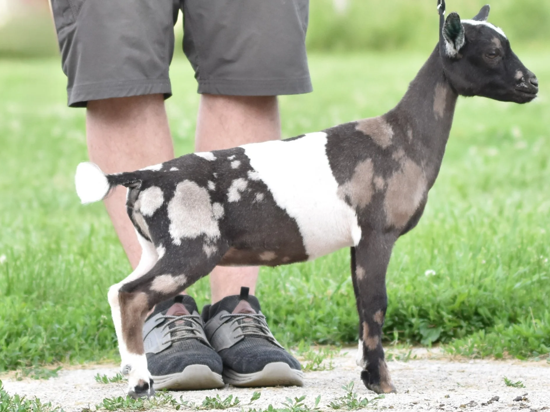 A person dressed in gray shorts and hiking shoes standing on grass, with a black and white goat standing between their feet. The goat has a mix of black, white, and gray patches on its body, and a black head with white markings. The background is a grassy outdoor area.