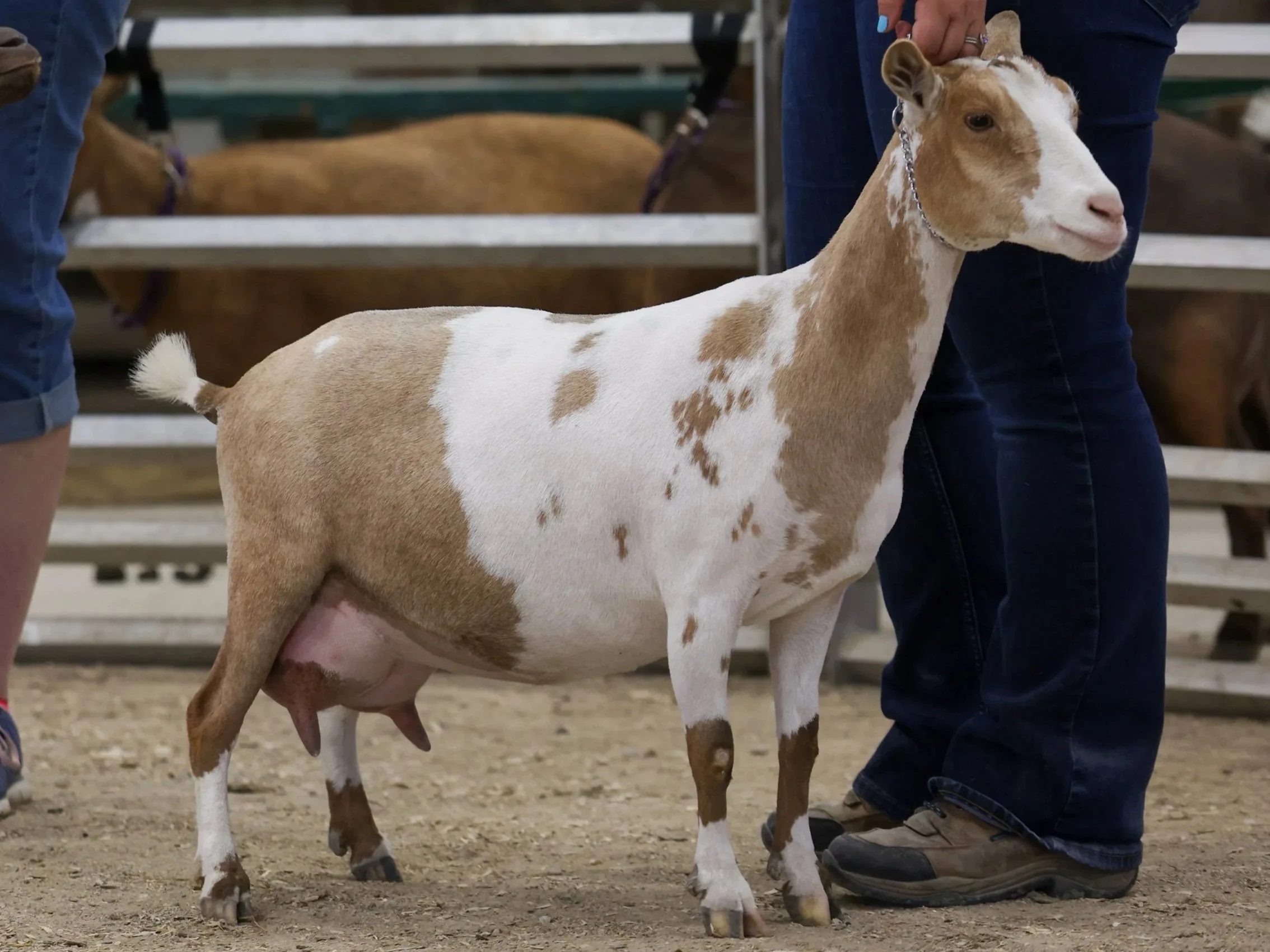 A young goat with a tan and white coat standing on sandy ground, held by person in blue jeans and dark shoes. The goat has a chain collar and is at a farm or animal show, with another goat in the background.