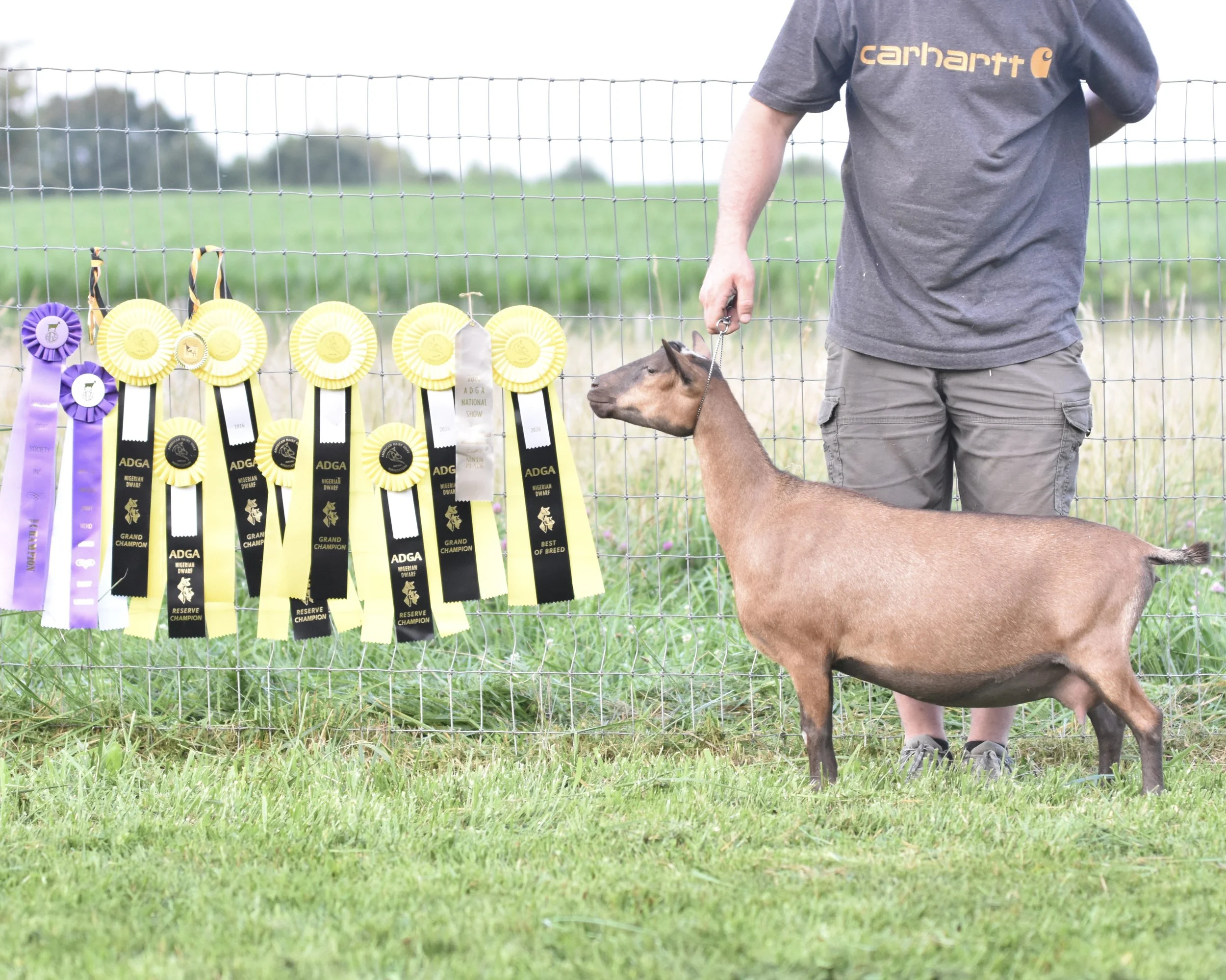 A person standing behind a wire fence with a row of colorful award ribbons attached, holding a young goat on a leash, in an outdoor grassy field.