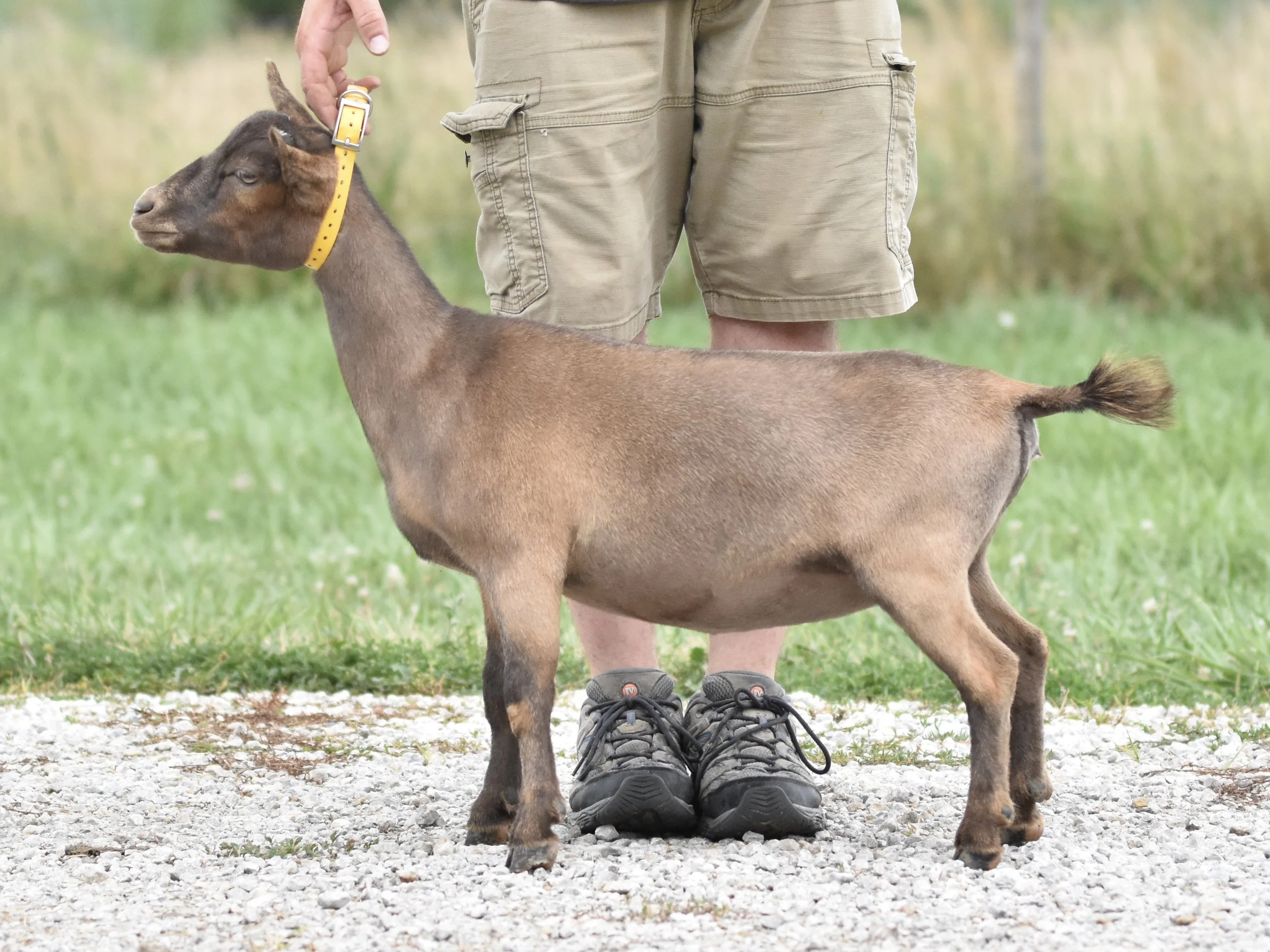 Person standing outdoors on gravel ground, wearing beige cargo shorts and gray hiking shoes with a small goat standing between their legs. The person's hand is holding the goat's collar.
