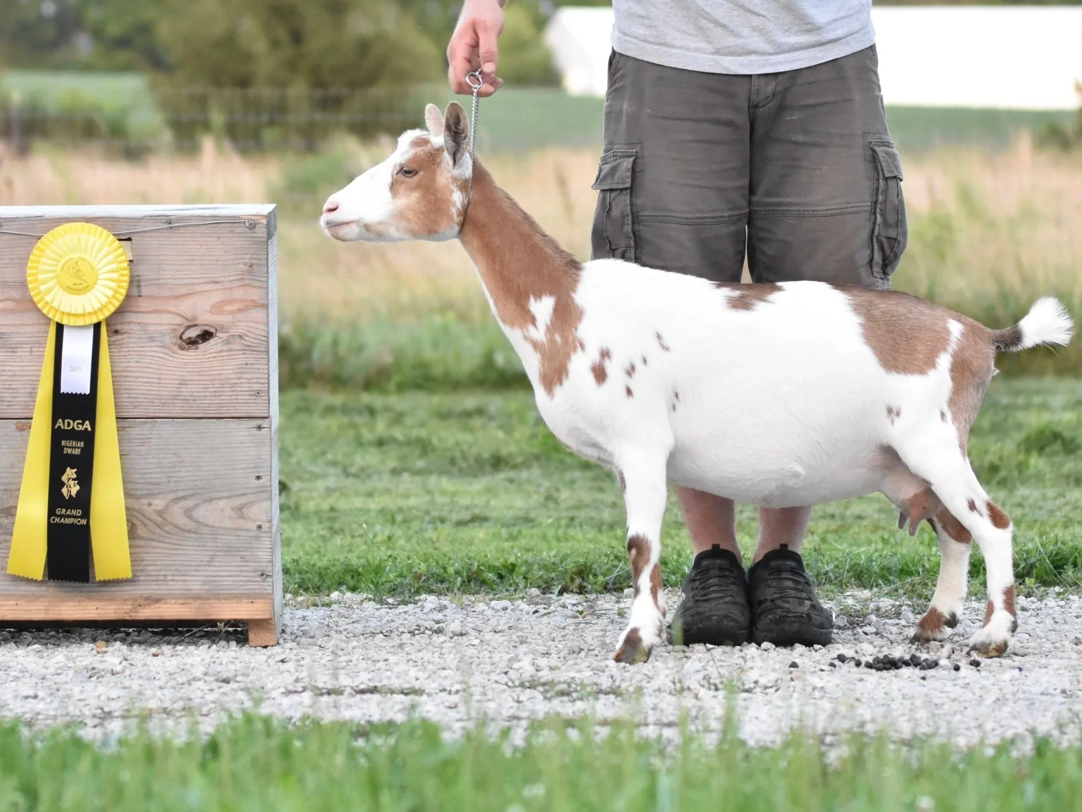 A goat standing next to a wooden award plaque with a yellow ribbon, outdoors on a grassy area, with a person in gray shorts and black shoes holding the goat by a leash.