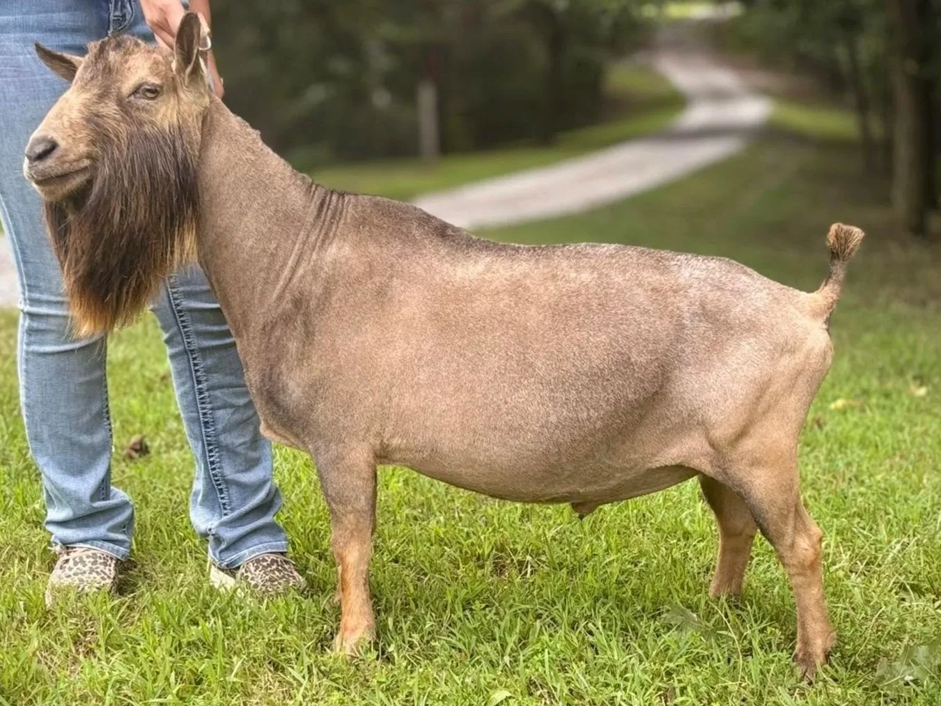 A goat standing on grass, held by a person in jeans and leopard-print shoes, with a rural background.