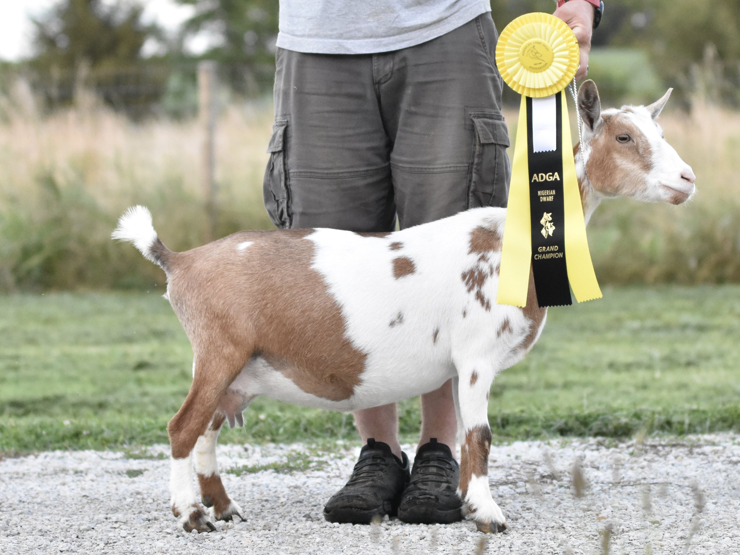 A small goat with white and brown patches standing on gravel ground beside a person. The person is holding a yellow award ribbon that reads 'ADGA Nigerian Dwarf Grand Champion.' The person's legs are visible, wearing dark cargo shorts and black shoes. The background shows an outdoor setting with grass and trees.