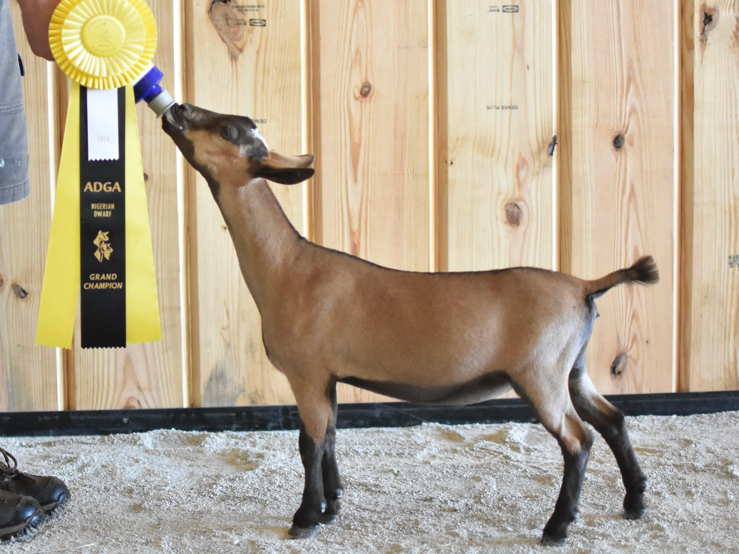 A Nigerian Dwarf goat standing in a wooden-fenced enclosure, sniffing or licking a yellow and black ribbon award that hangs on the fence. The animal has brown fur, large ears, and is standing on a dirt or sandy ground.