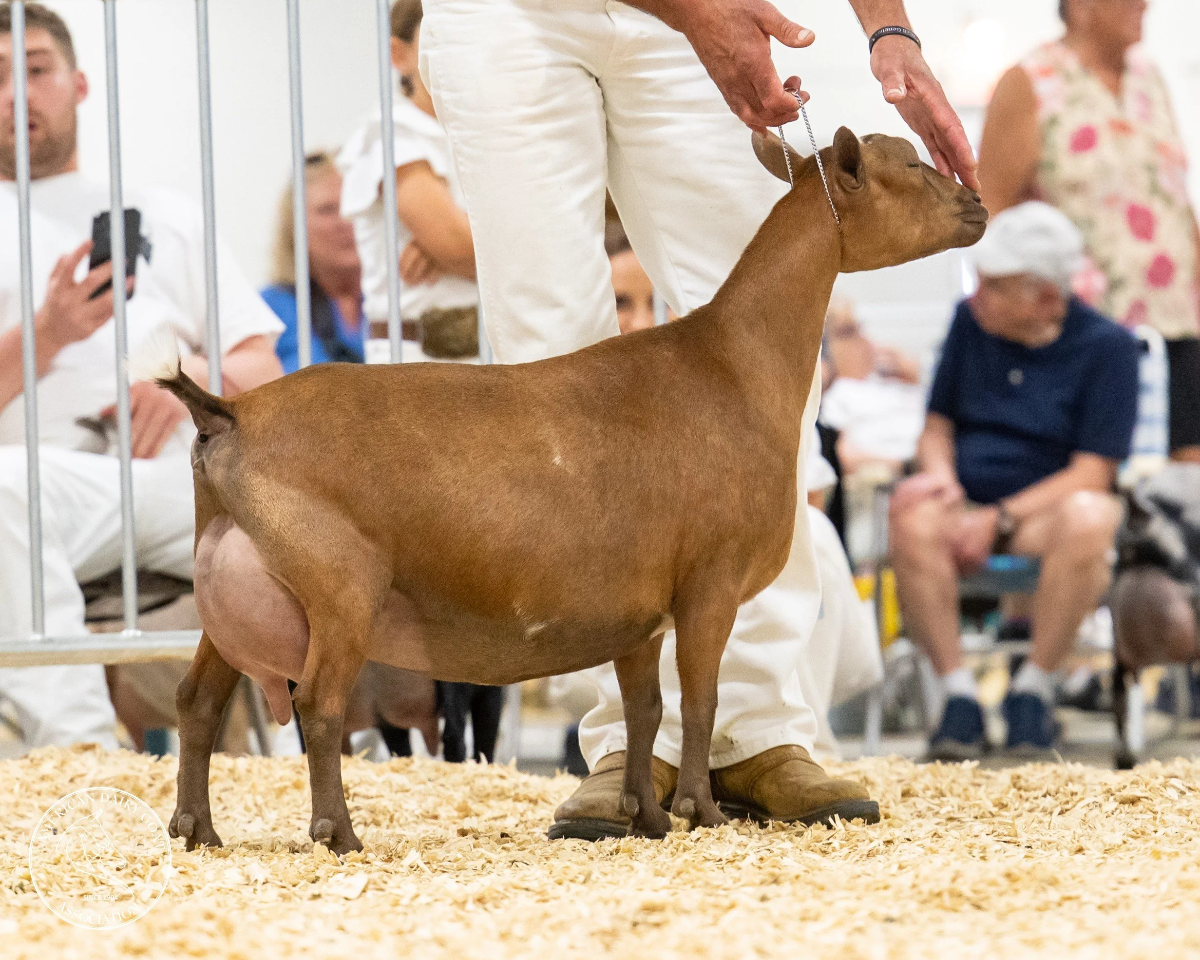 Brown goat being shown at a livestock exhibition, standing on a bed of wood shavings with people and metal partitions in the background.