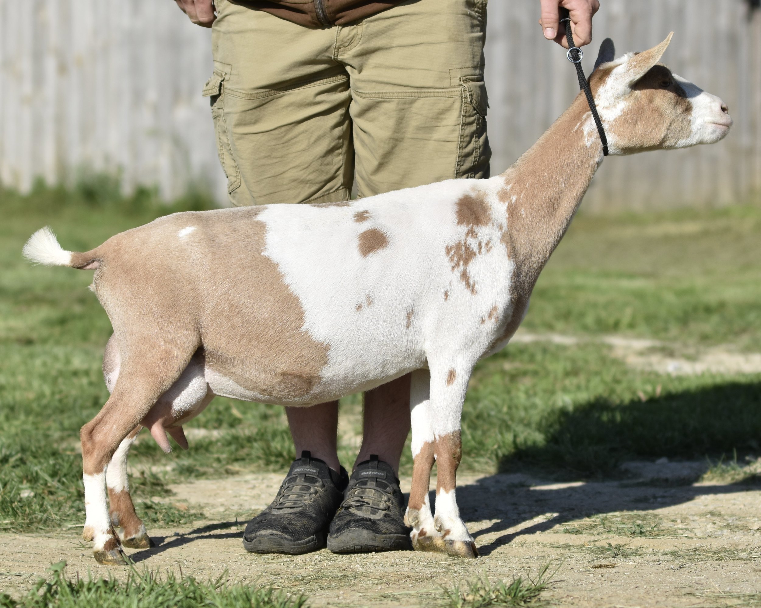 Person standing on grass holding a goat on a leash with a wooden fence in the background.