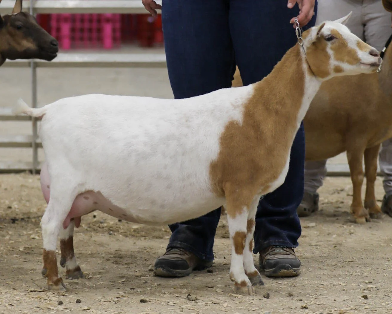 Goat with white and brown fur standing on dirt, person holding its leash at a livestock show.