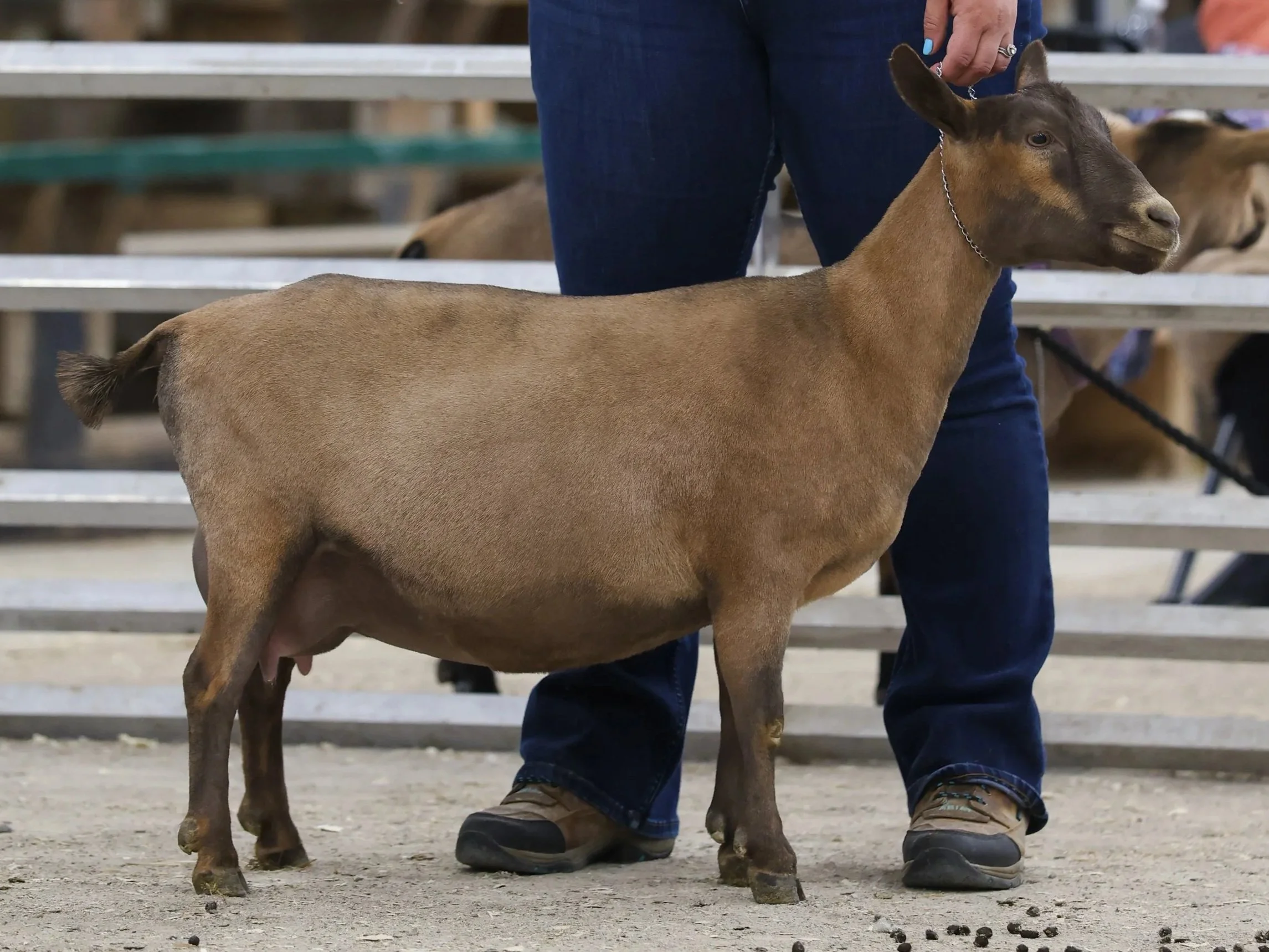 A small brown goat standing next to a person in jeans and boots, with a person in the background and bleachers in an outdoor setting.