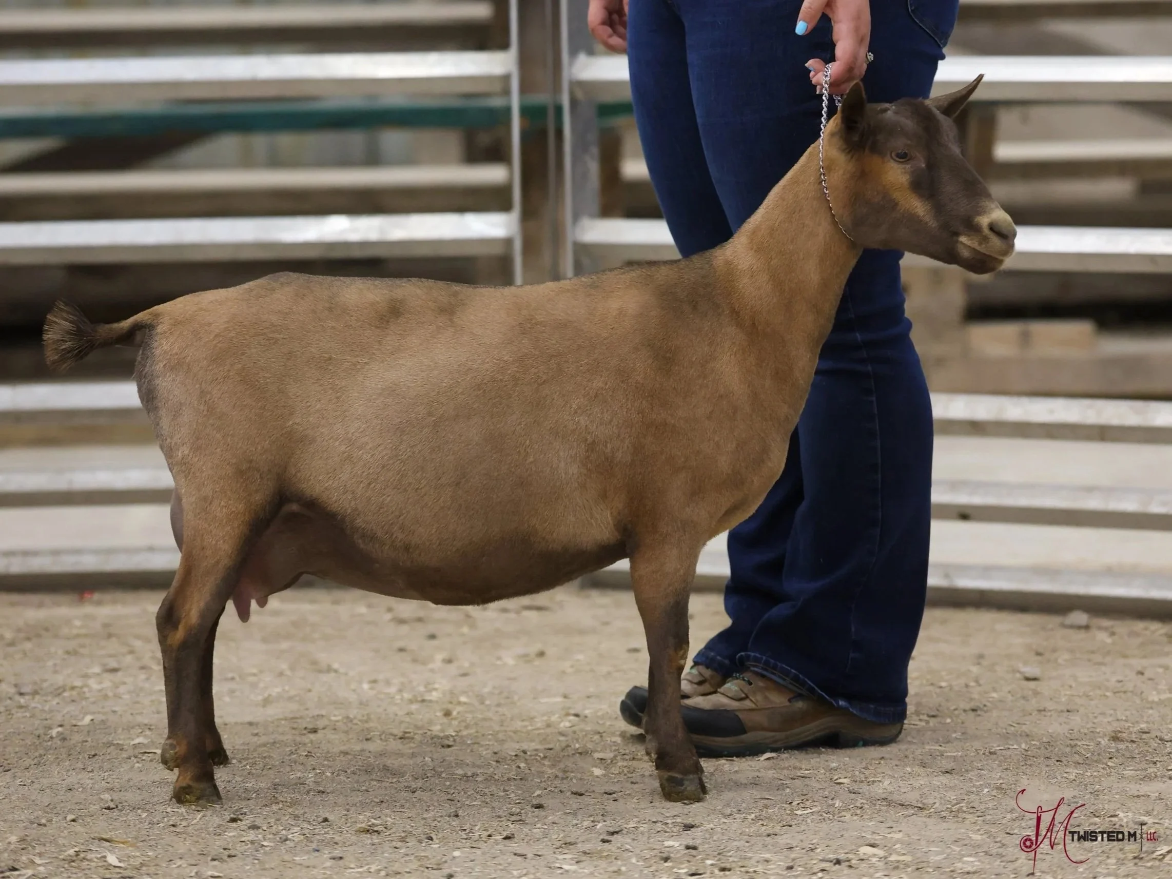 A person in jeans and boots holding a chain attached to a brown and dark brown goat in a pen with metal fences.