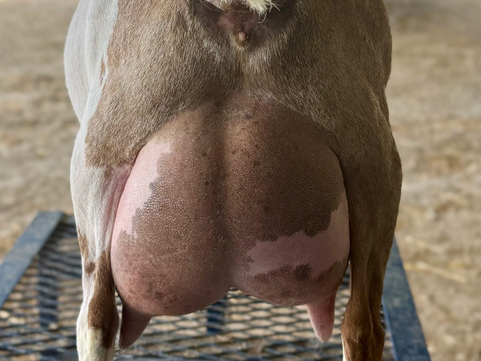 Close-up of the underside of a cow's belly, showing the udder and teats, with a textured metal surface beneath the cow.