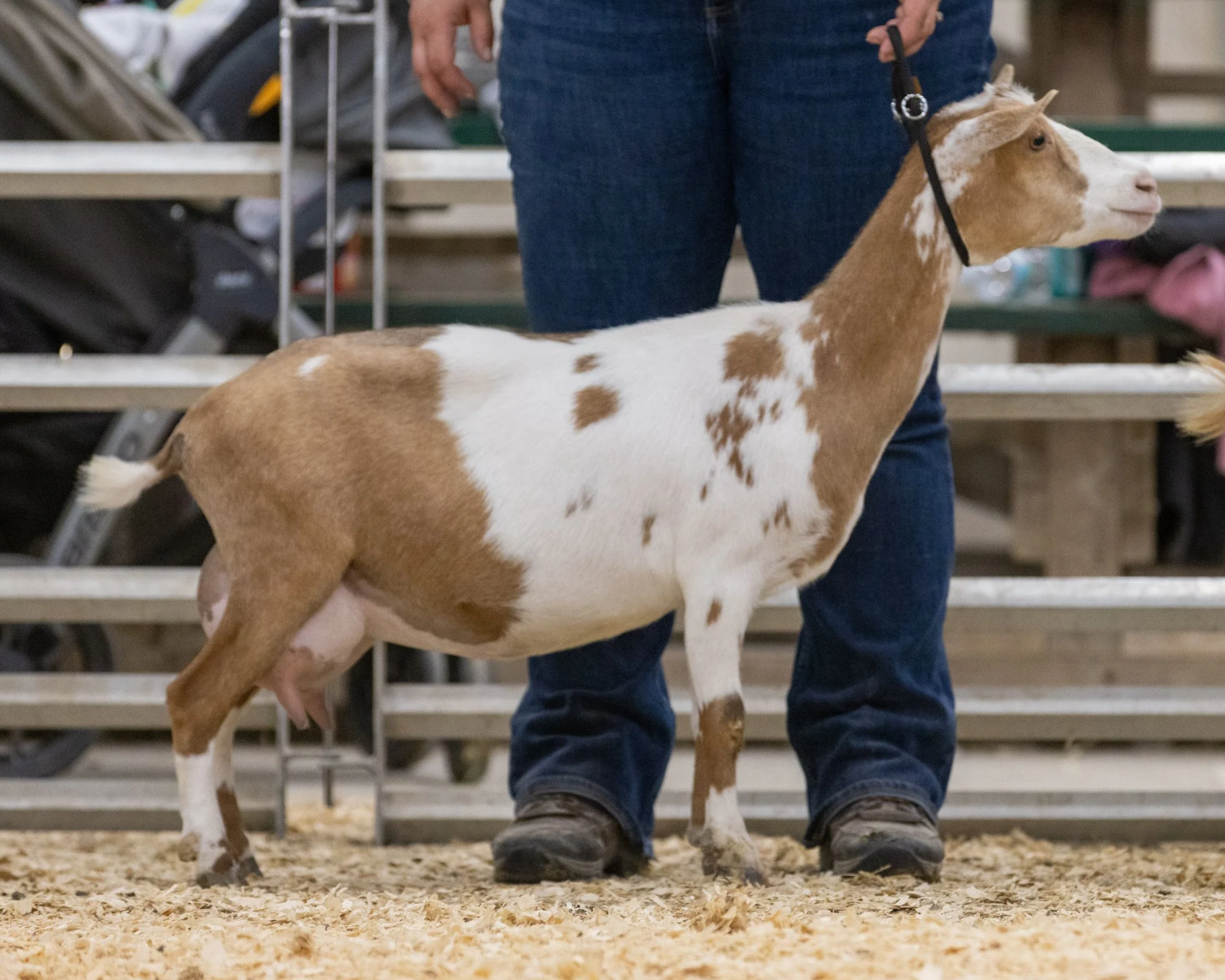 A person in jeans and boots standing next to a goat with a light brown and white coat, inside a building with wood shavings on the ground.