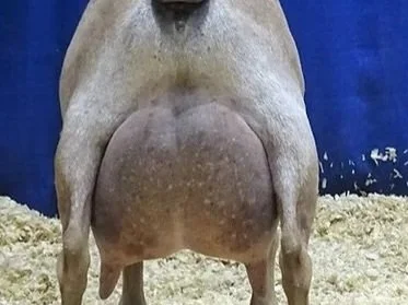 Close-up of a goat's udder.