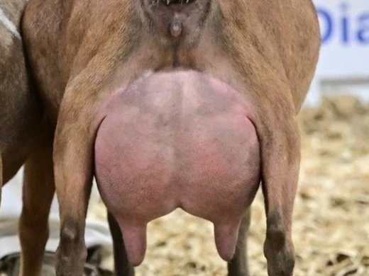 Close-up of a goat's udder.