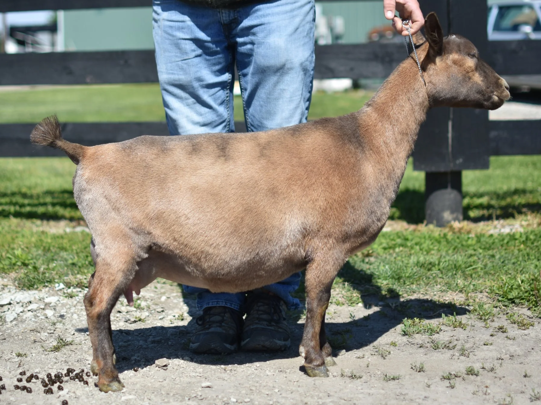 A brown goat standing on a dirt path with a person's legs and jeans visible behind it, and a black wooden fence in the background.