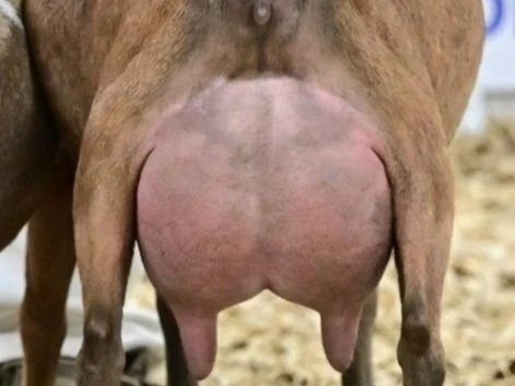 Close-up of a cow's udder with two teats.