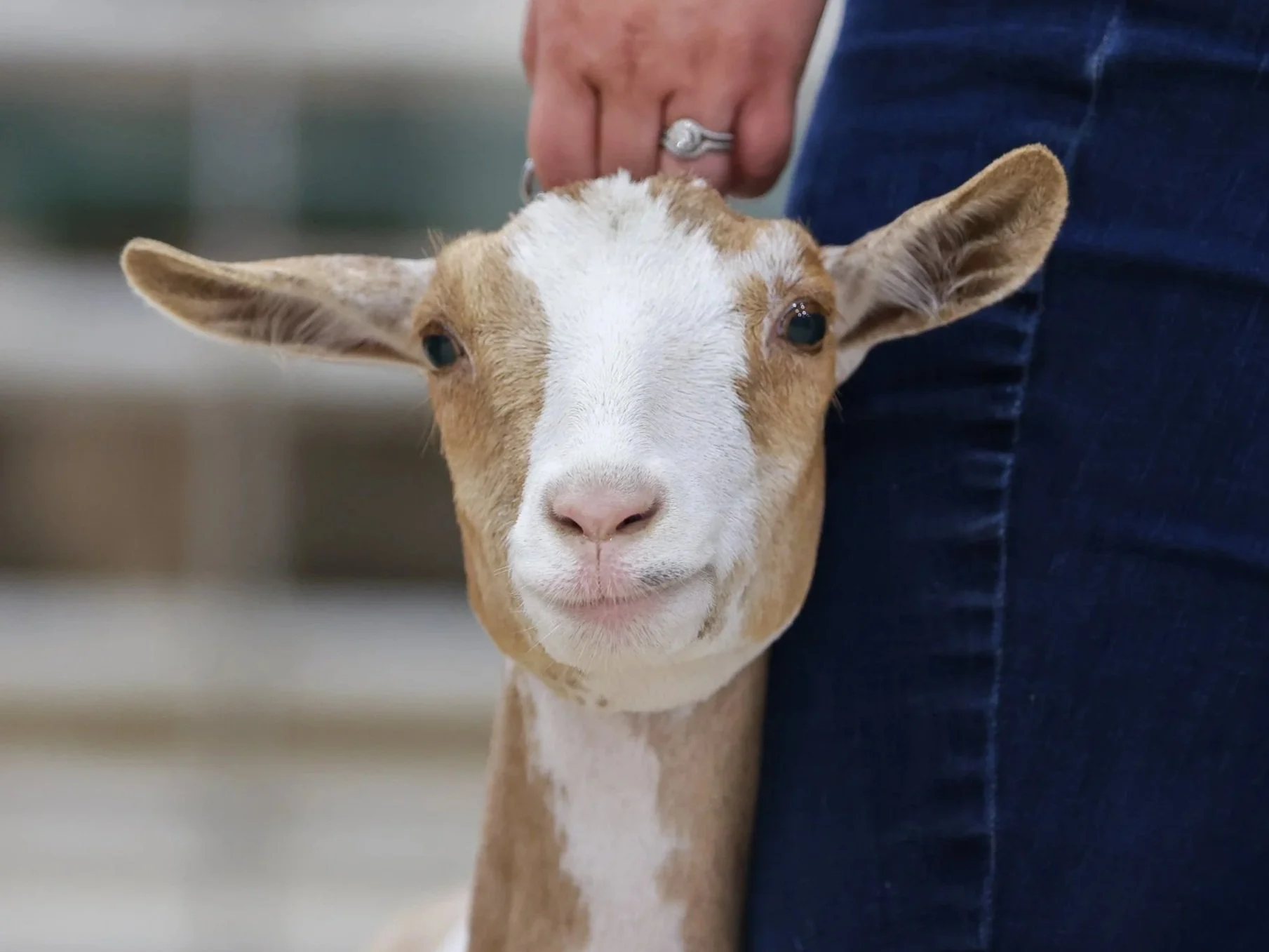 Close-up of a young goat with brown and white fur, standing next to a person wearing jeans and a ring.