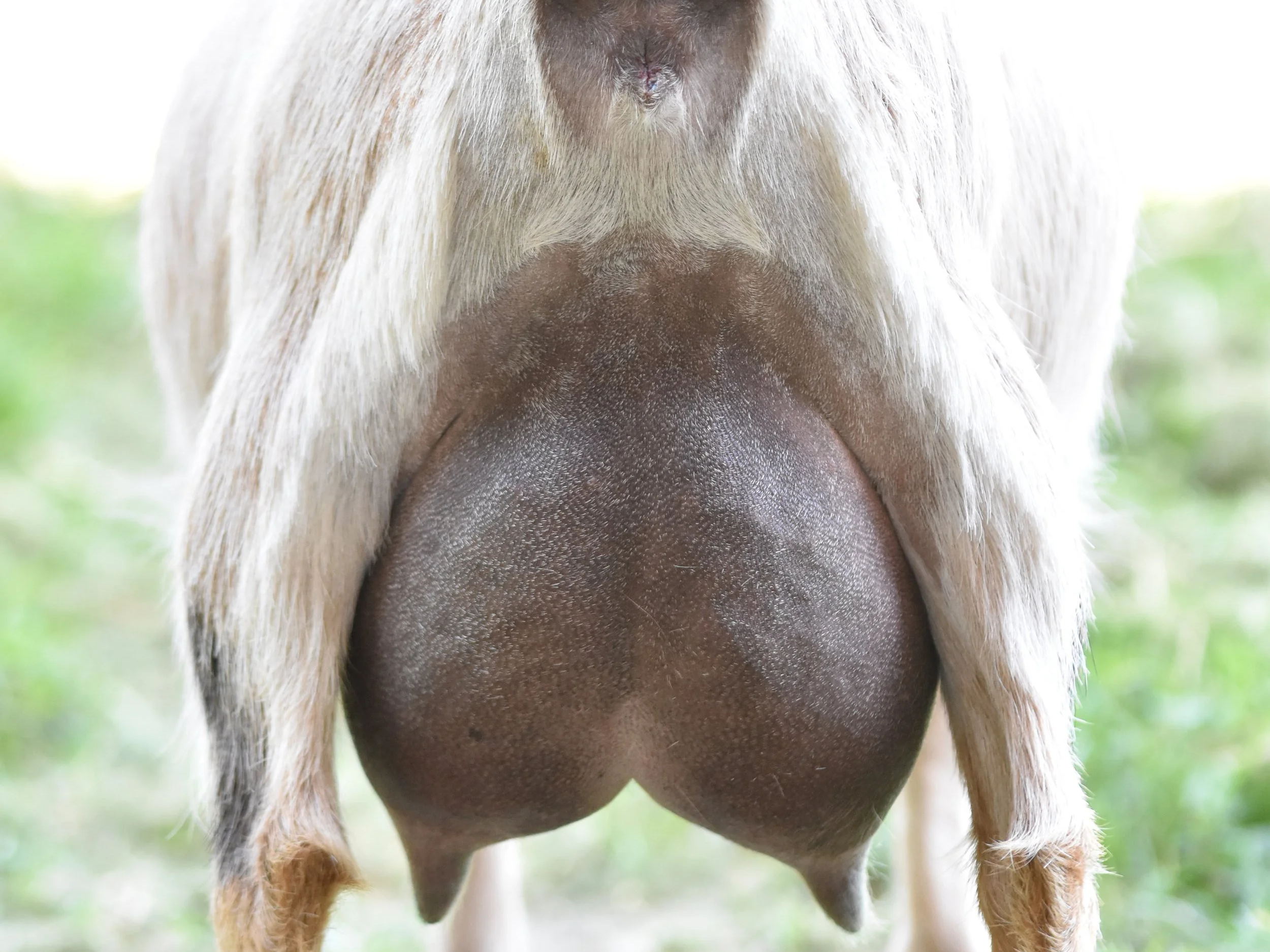 Close-up of a goat's udder.