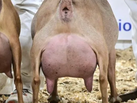 Close-up of a goat's udder.