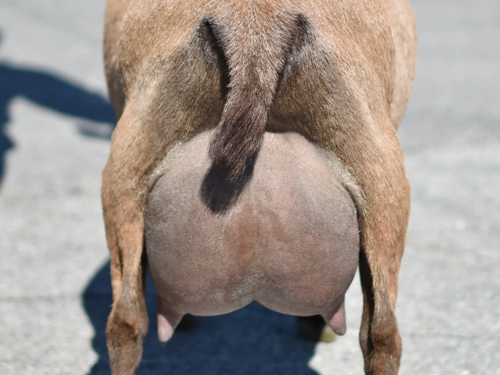 Close-up of a goat's udder, hind legs, and part of its back, on a concrete surface.