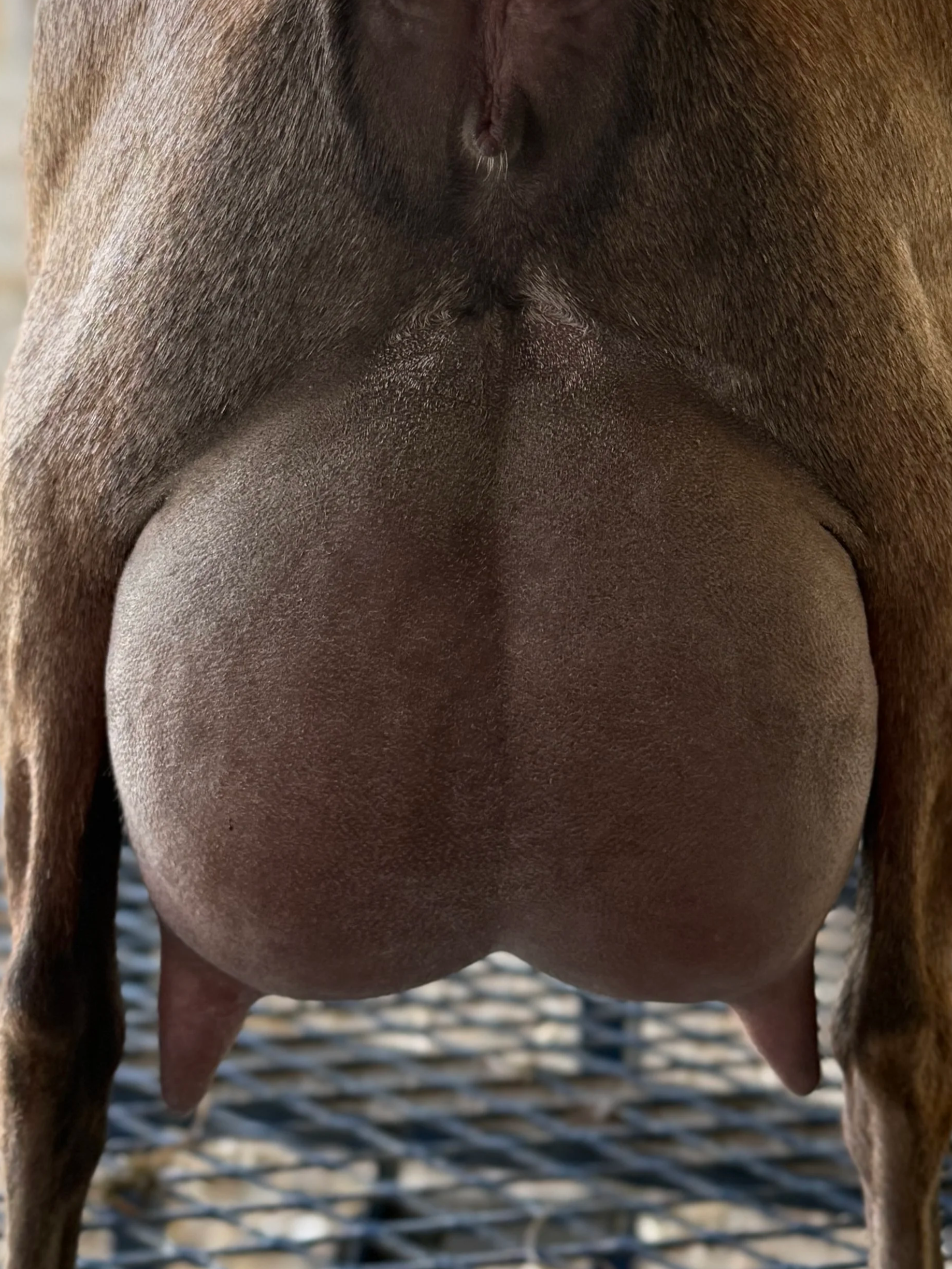 Close-up view of a dog’s nose and snout, showing the texture of the nose and surrounding fur.
